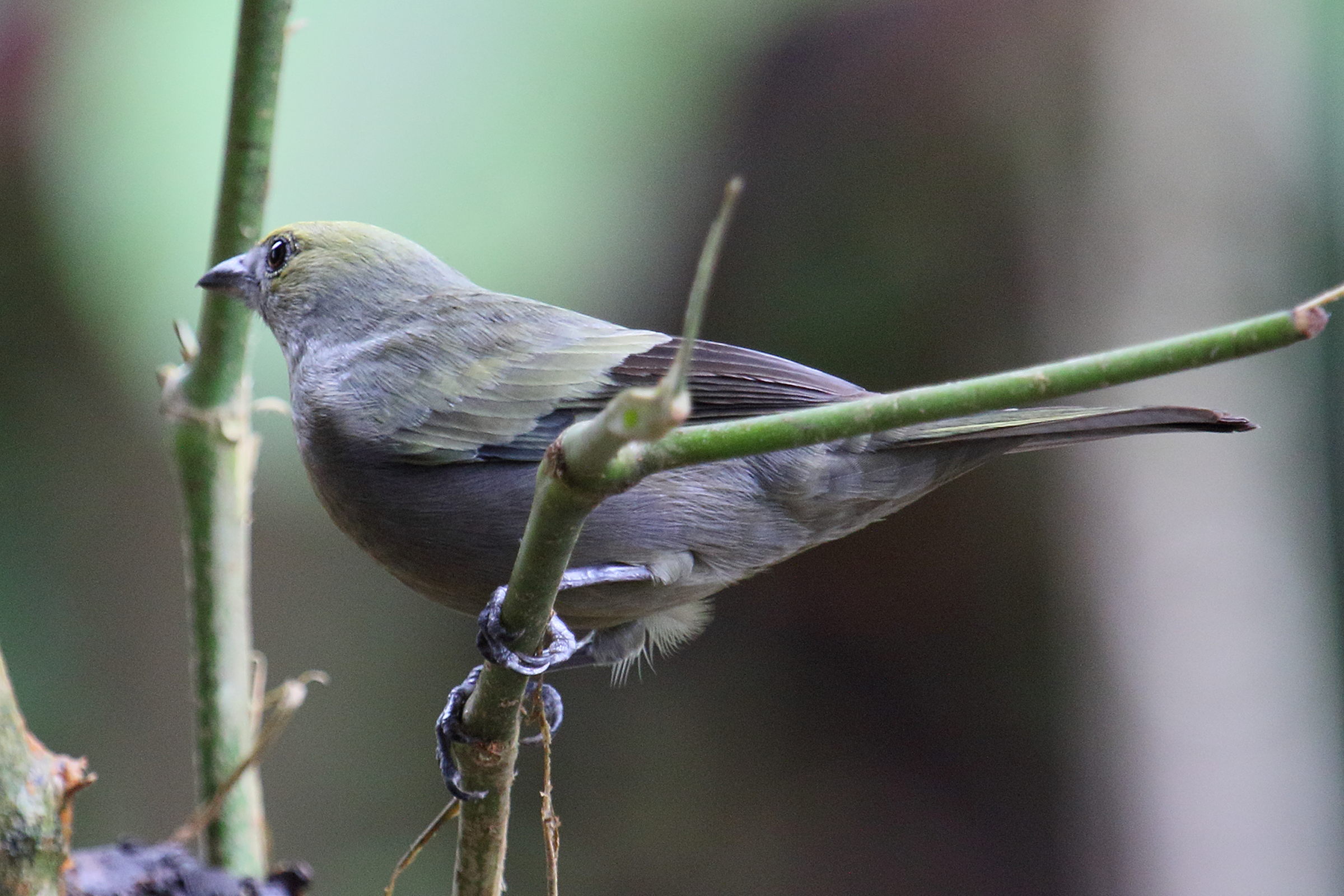 tangara_des_palmiers_-_thraupis_palmarum4md