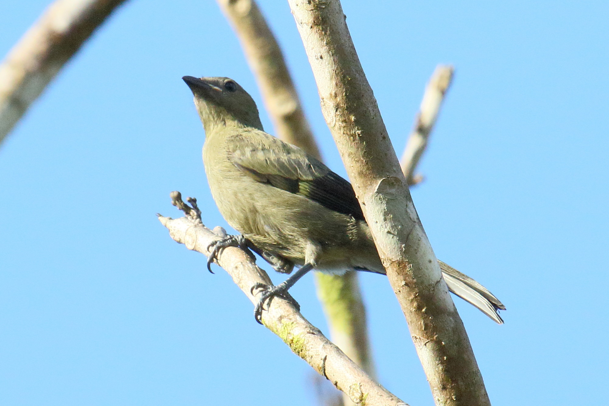 tangara_des_palmiers_-_thraupis_palmarum5md