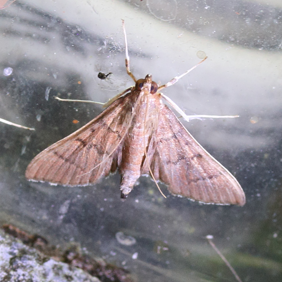 rhectocraspeda_periusalis1md