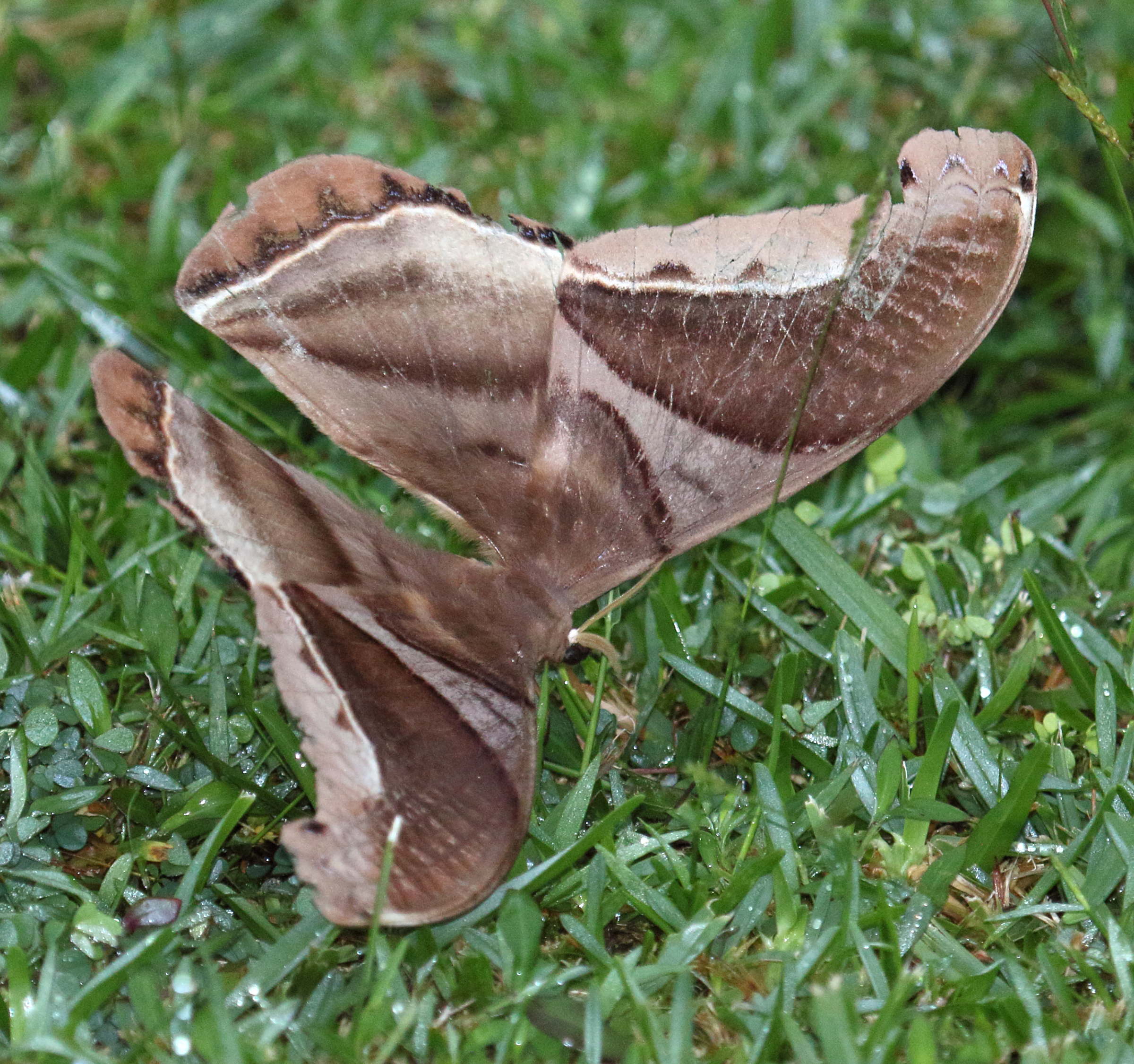 Afficher le média rhescyntis_pseudomartii1md rhescyntis_pseudomartii1md