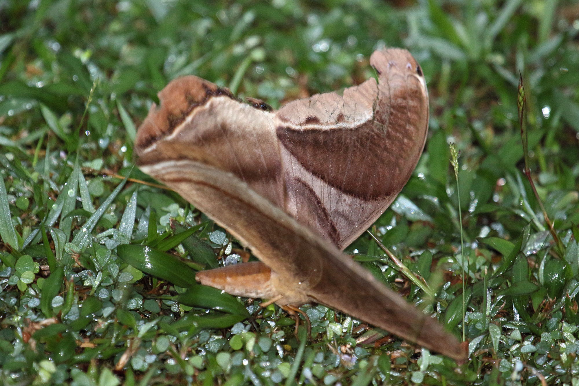 Afficher le média rhescyntis_pseudomartii2md rhescyntis_pseudomartii2md