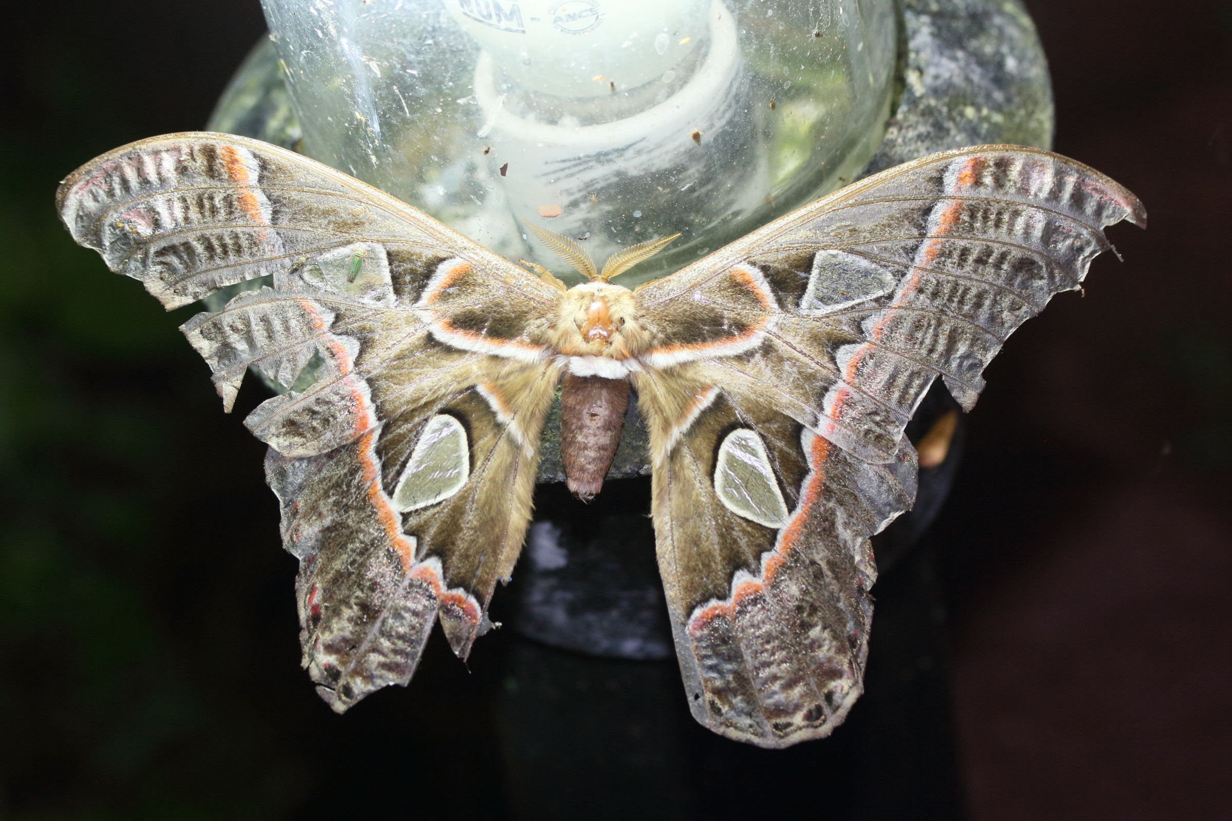 rothschildia_forbesi1md