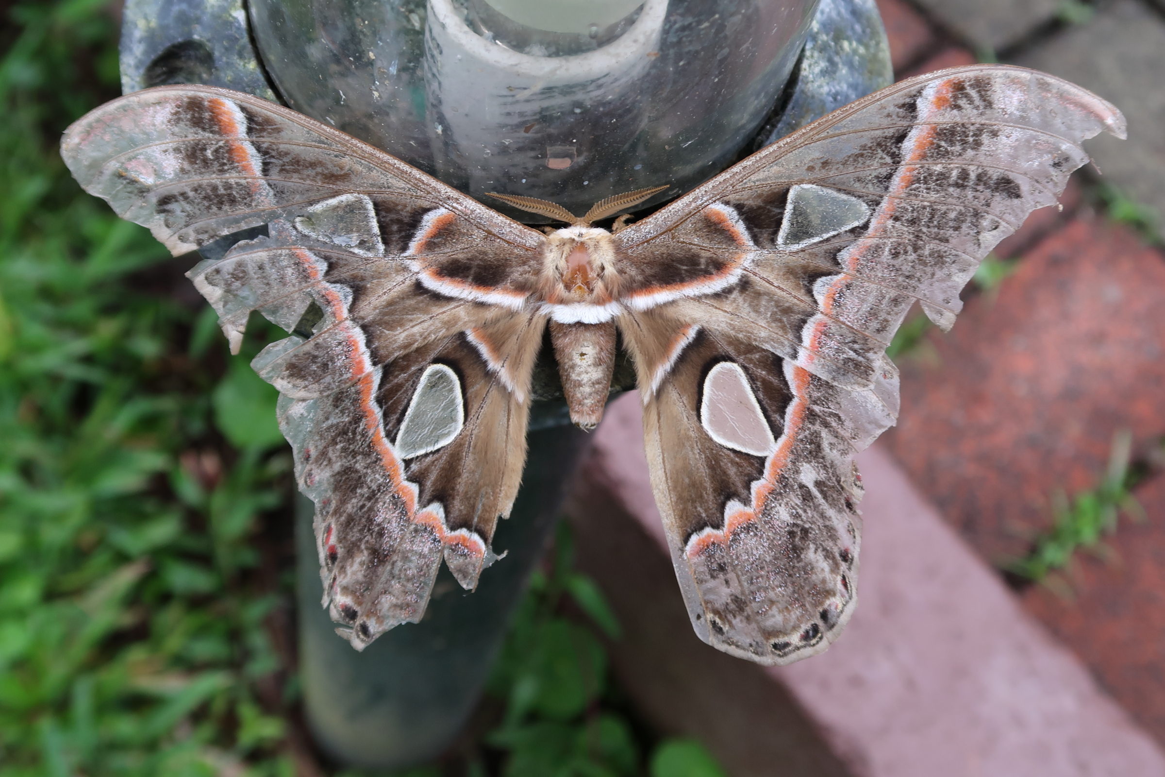 rothschildia_forbesi2md