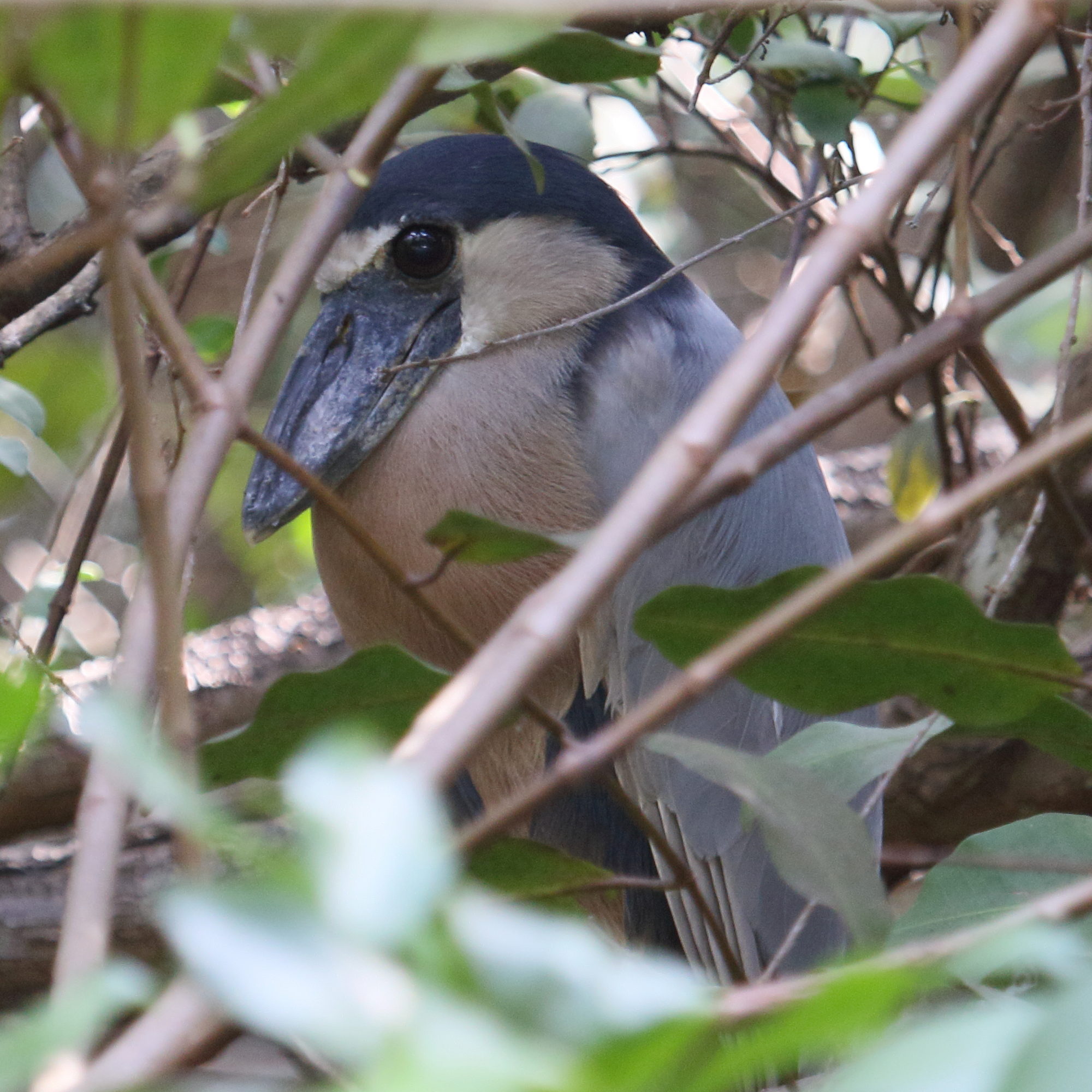 savacou_huppe_-_cochlearius_cochlearius3md