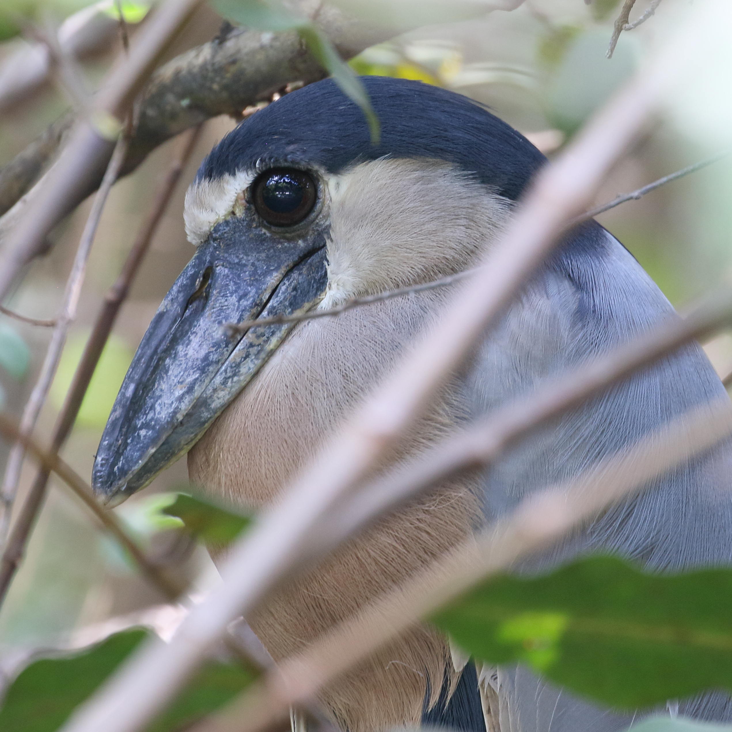 savacou_huppe_-_cochlearius_cochlearius4bd