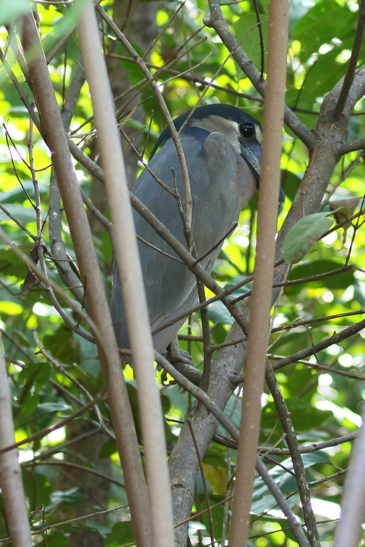 savacou_huppe_-_cochlearius_cochlearius5bd