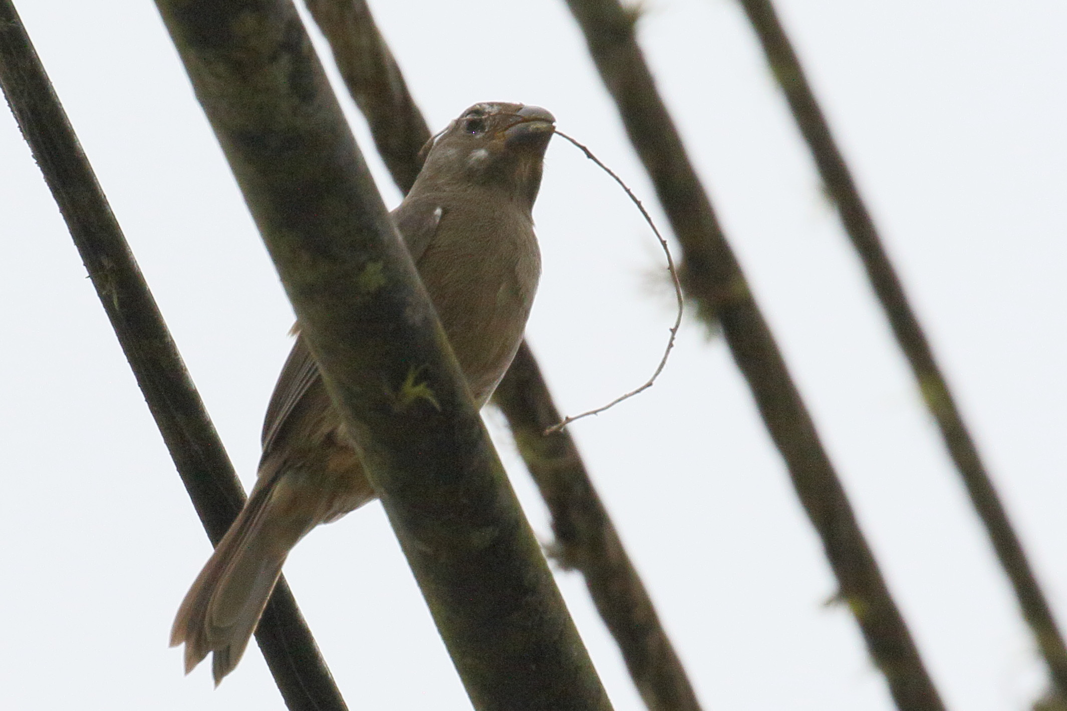 sporophile_variable_-_sporophila_corvina3bd