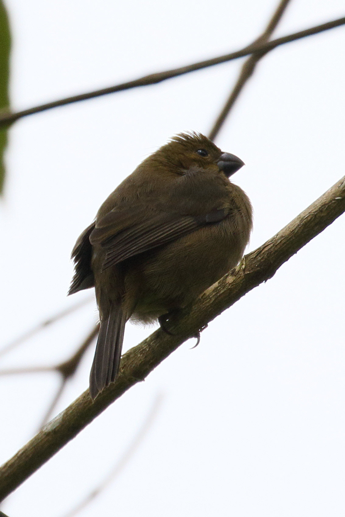 sporophile_variable_-_sporophila_corvina5bd