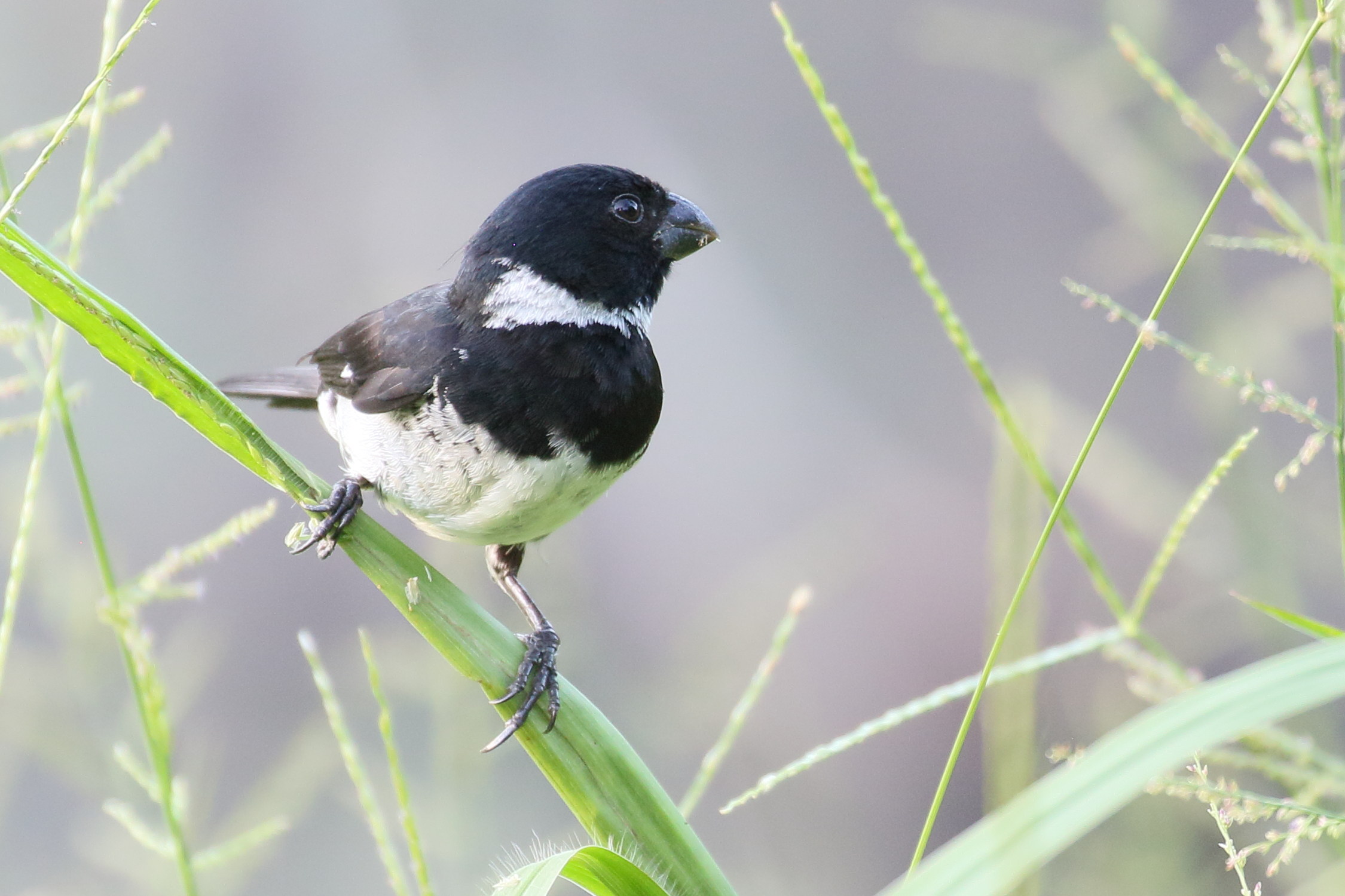 sporophile_variable_-_sporophila_corvina6bd