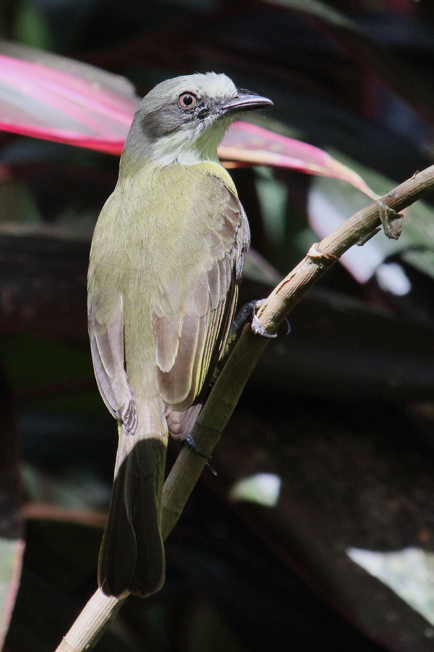 tyran_a_tete_grise_-_myiozetetes_granadensis2md