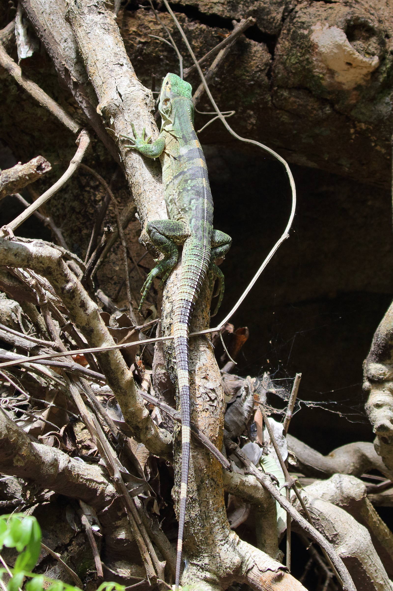 Afficher le média sceloporus_malachiticus4bd sceloporus_malachiticus4bd