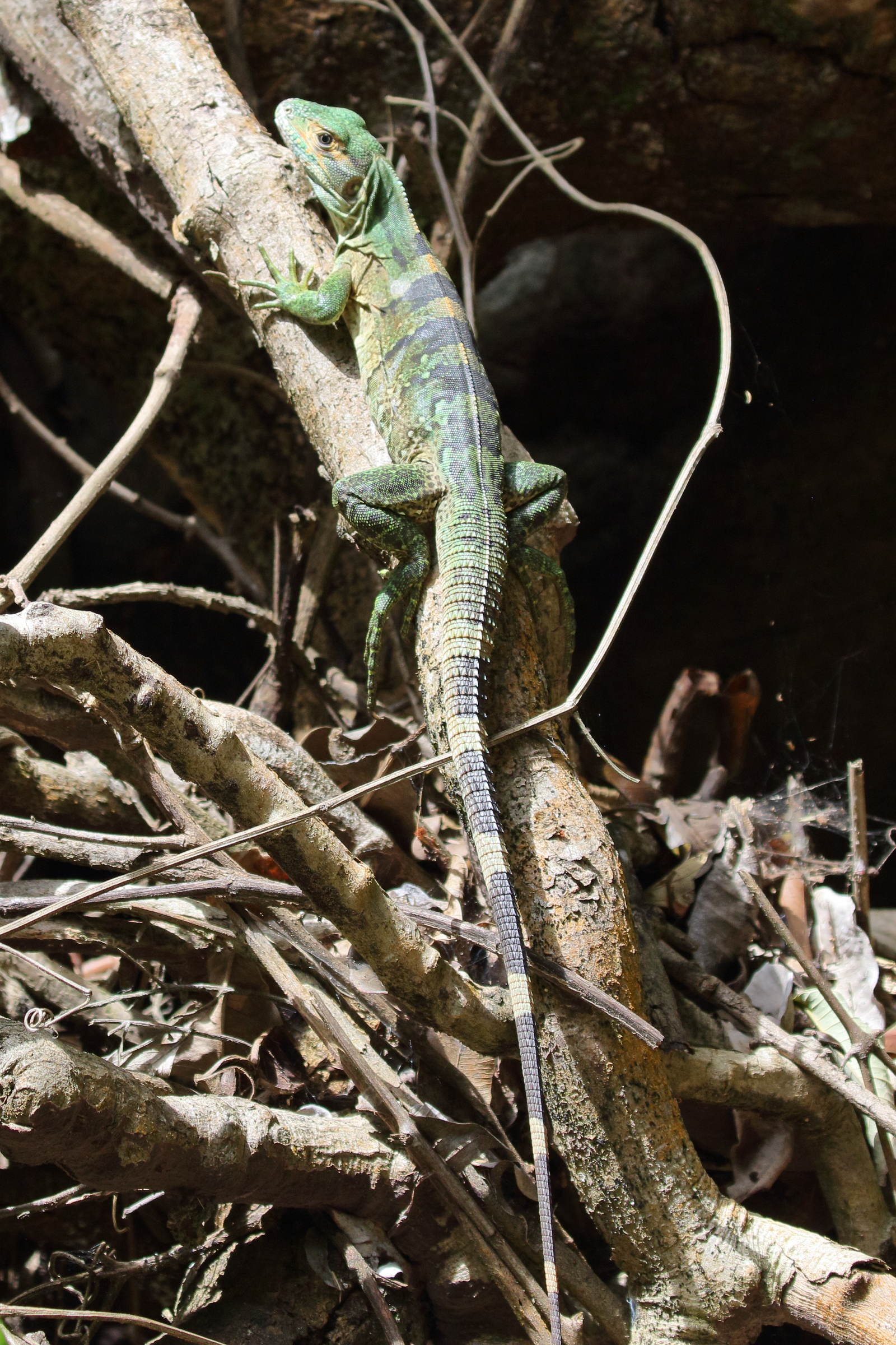 Afficher le média sceloporus_malachiticus5bd sceloporus_malachiticus5bd