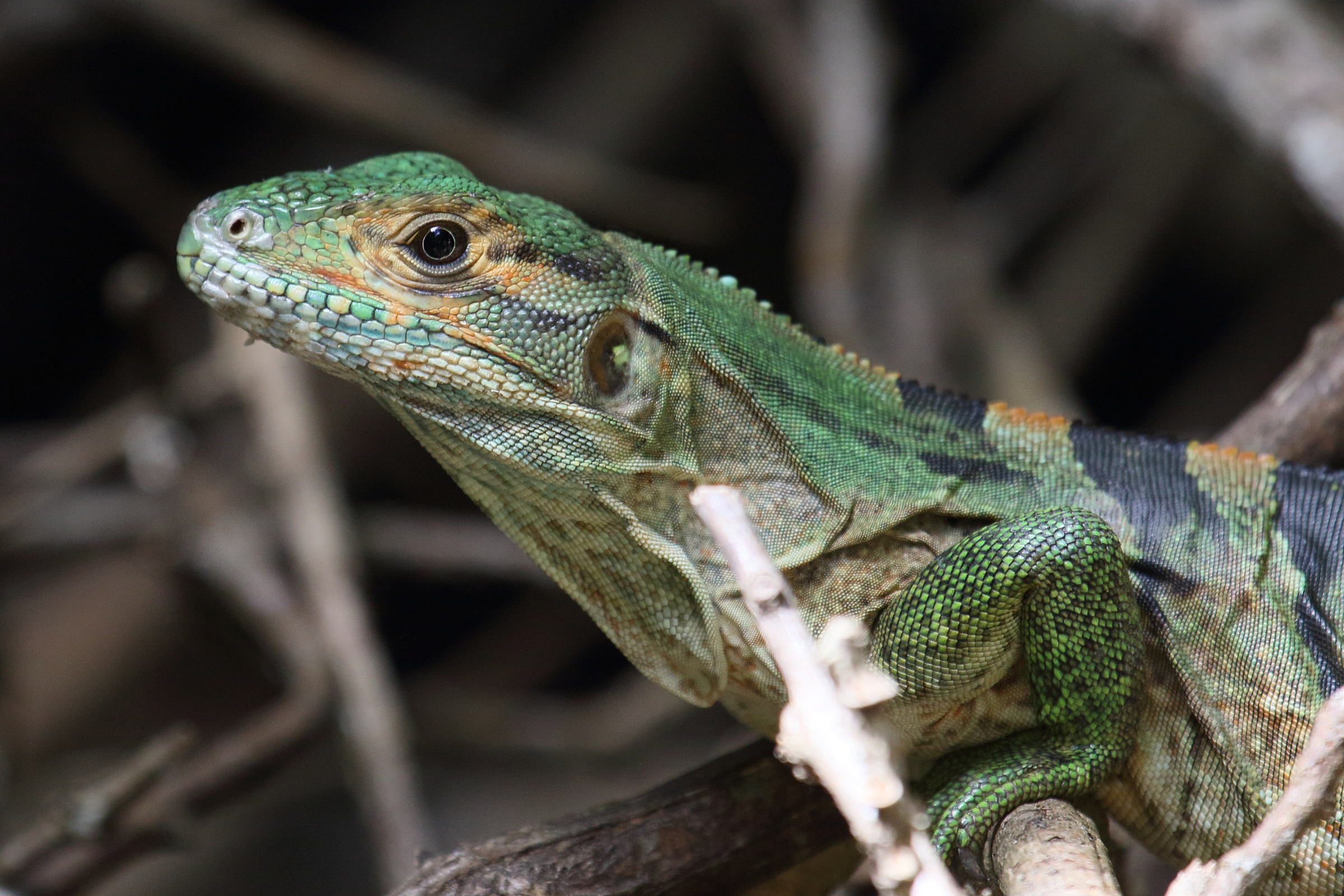 Afficher le média sceloporus_malachiticus6md sceloporus_malachiticus6md