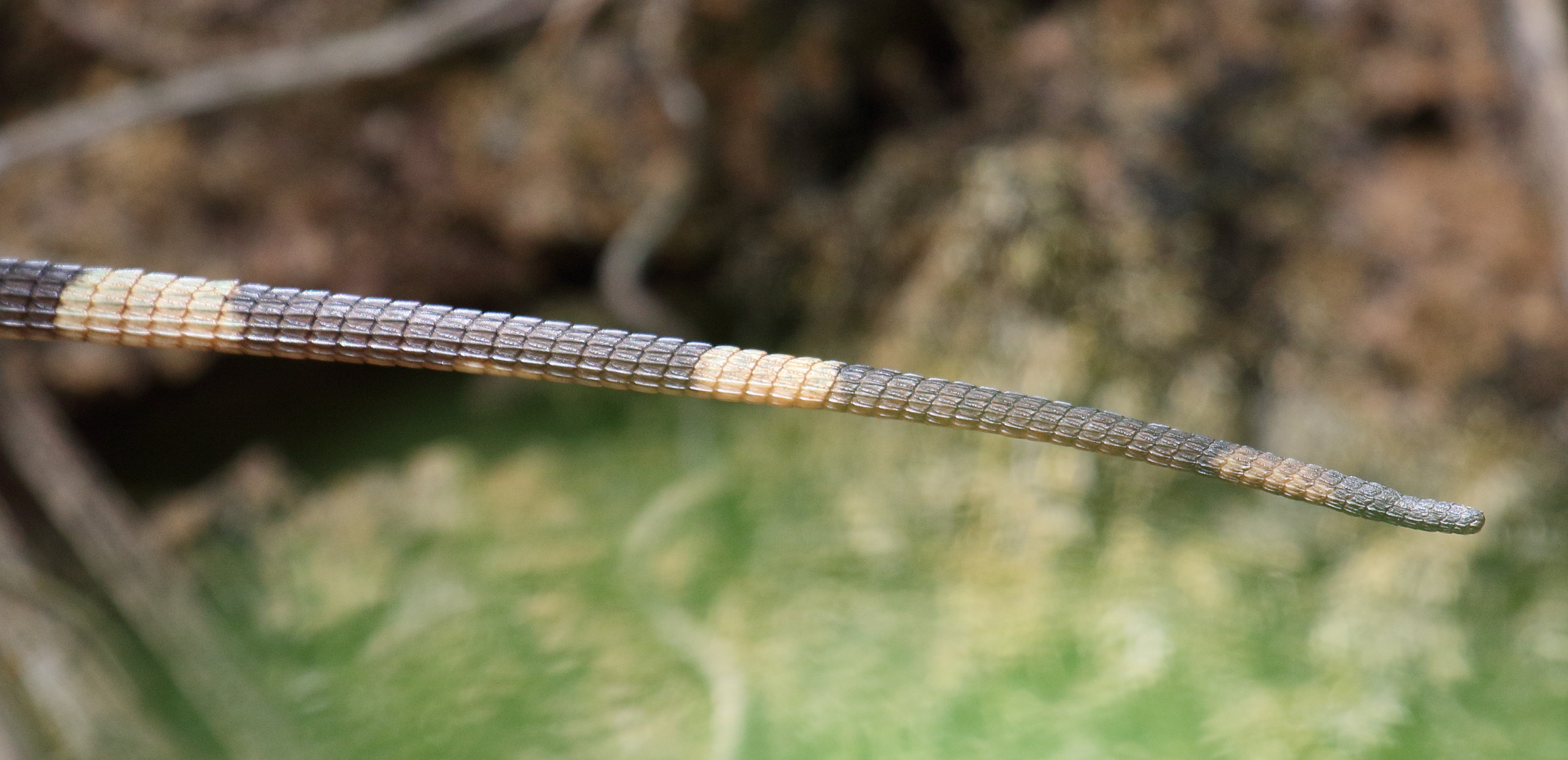 Afficher le média sceloporus_malachiticus7md sceloporus_malachiticus7md