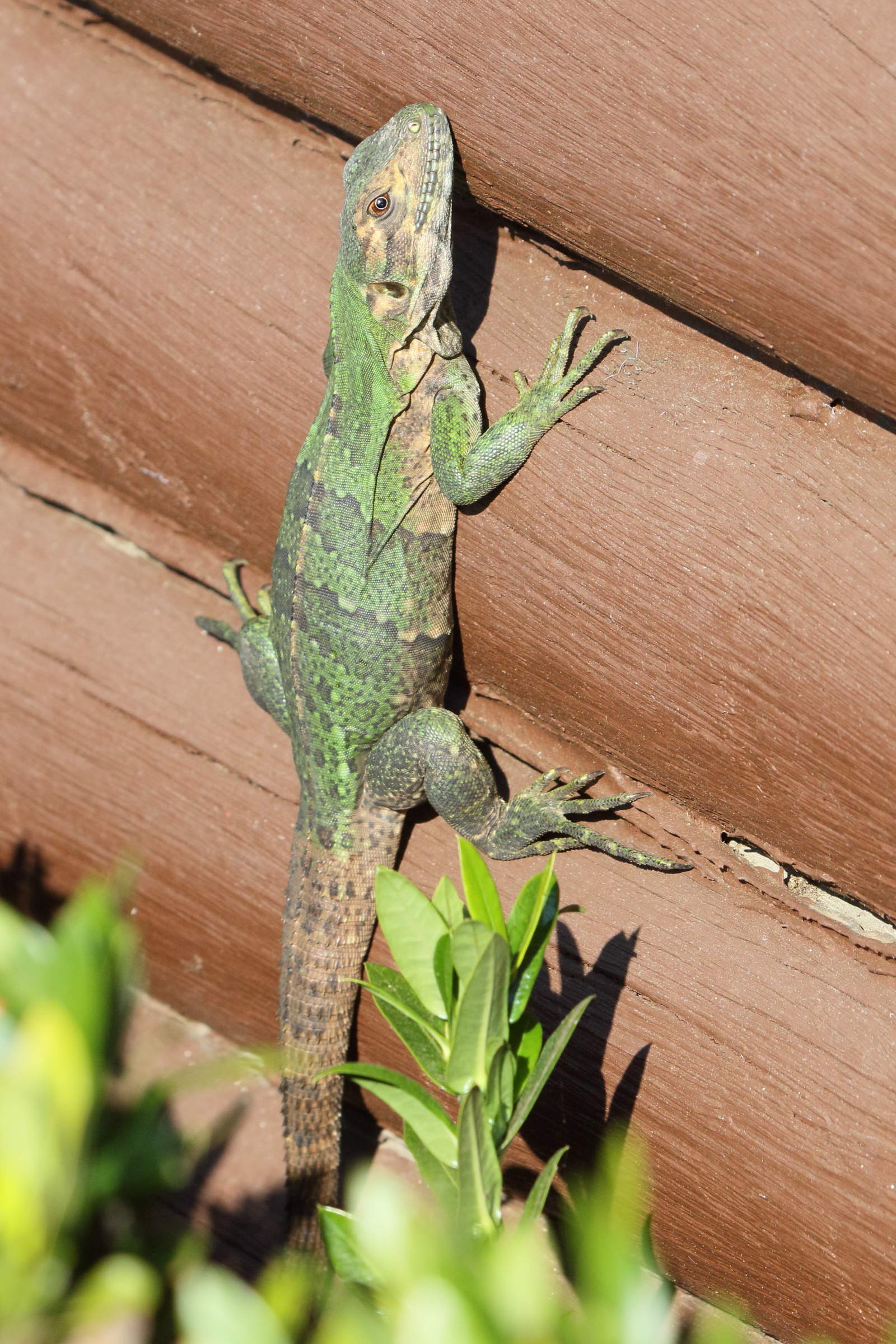 Afficher le média sceloporus_malachiticus8md sceloporus_malachiticus8md