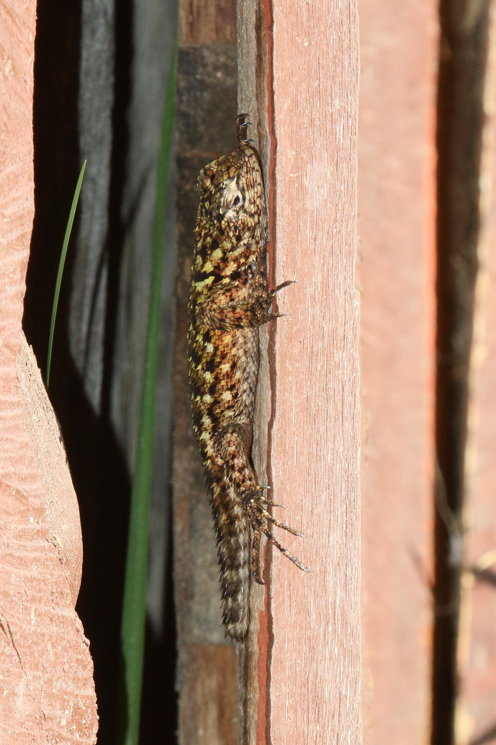 Afficher le média sceloporus_malachiticus9md sceloporus_malachiticus9md
