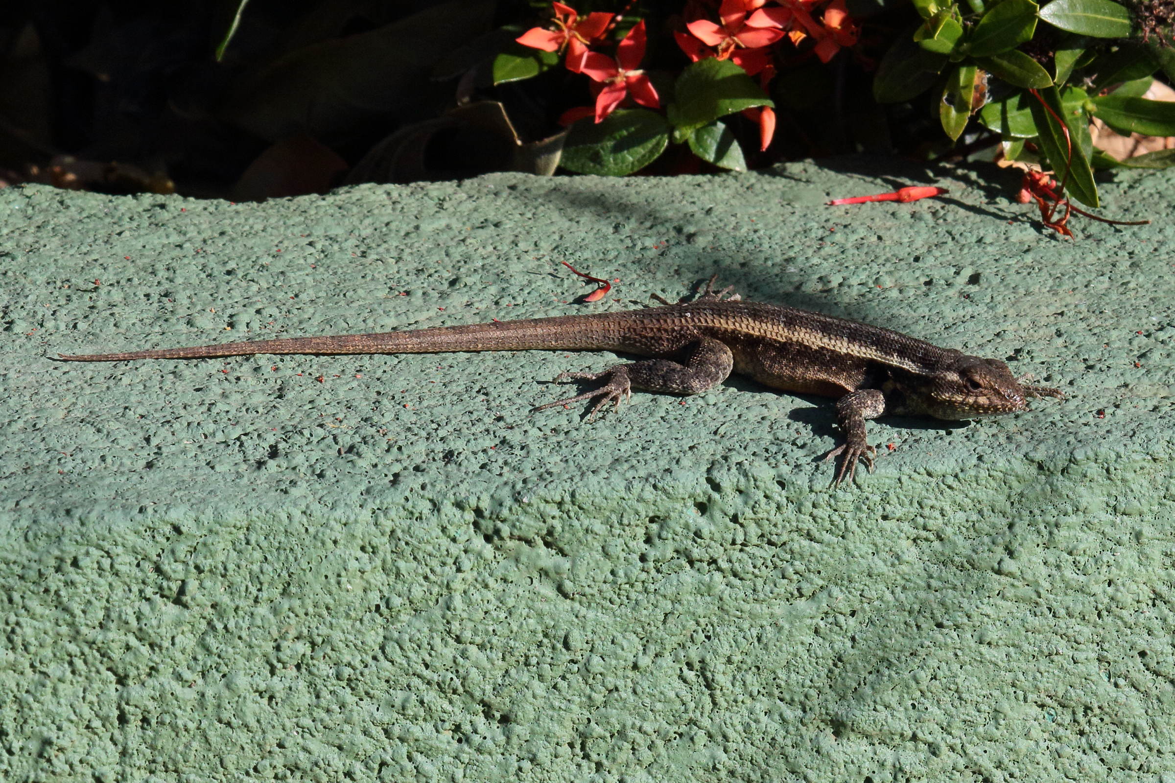 Afficher le média sceloporus_variabilis_olloporus1md sceloporus_variabilis_olloporus1md