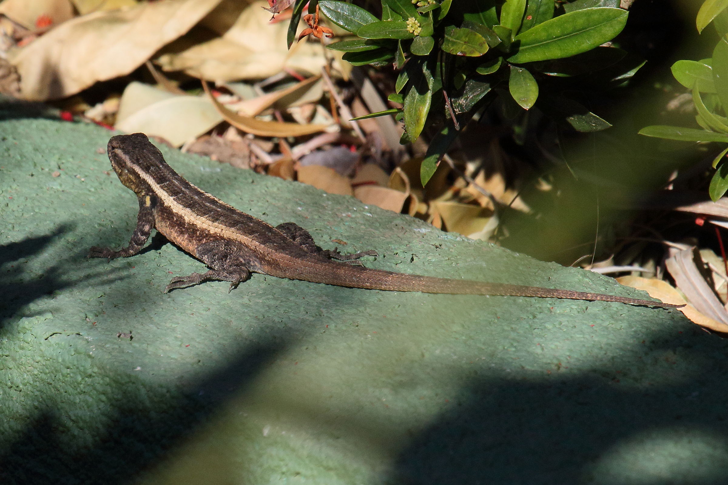 Afficher le média sceloporus_variabilis_olloporus2md sceloporus_variabilis_olloporus2md