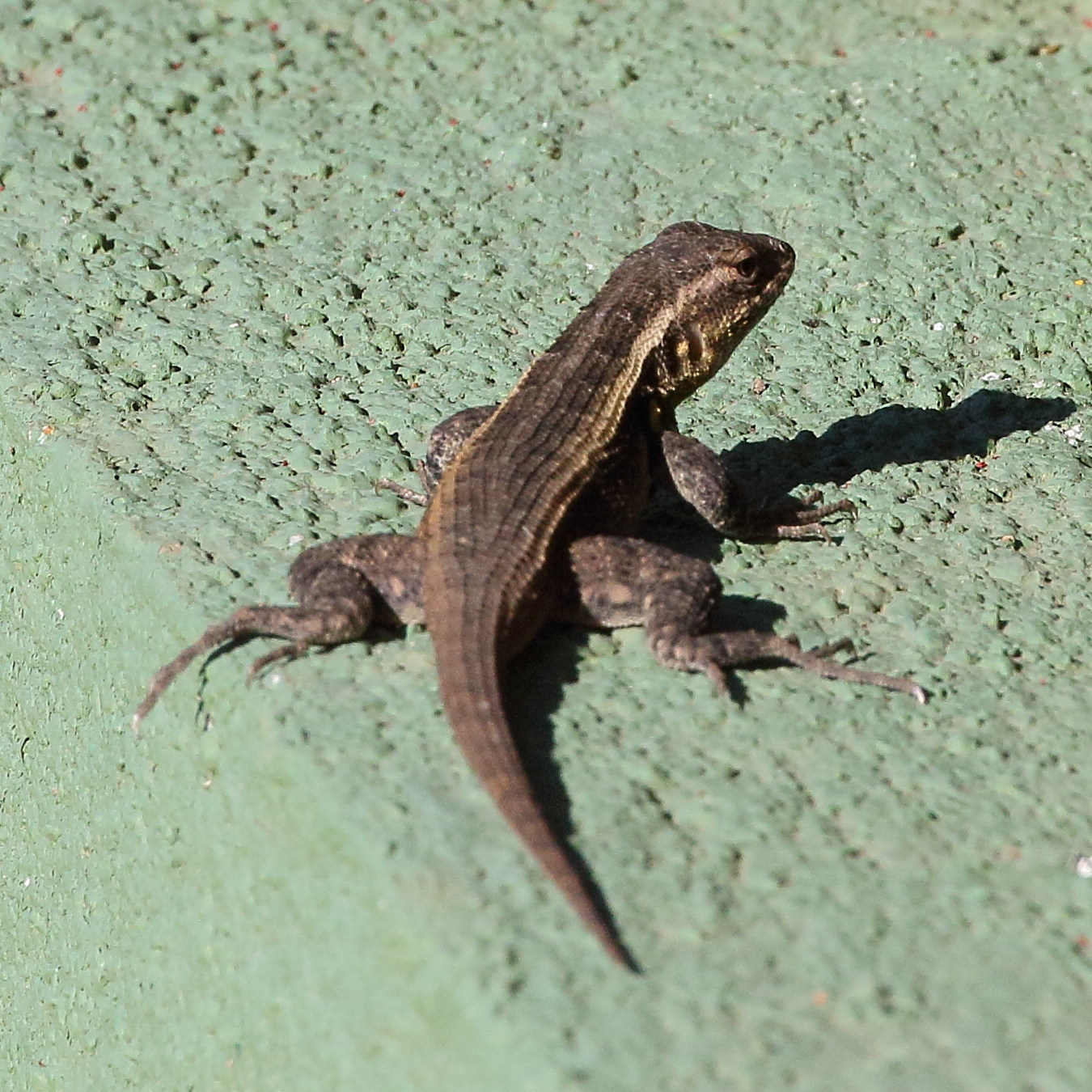 Afficher le média sceloporus_variabilis_olloporus3bd sceloporus_variabilis_olloporus3bd