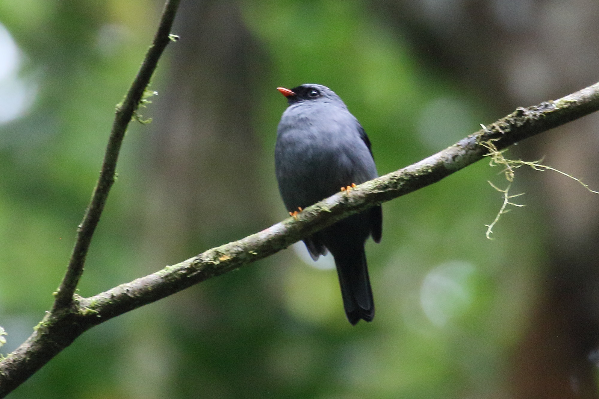 solitaire_masque_-_myadestes_melanops1bd