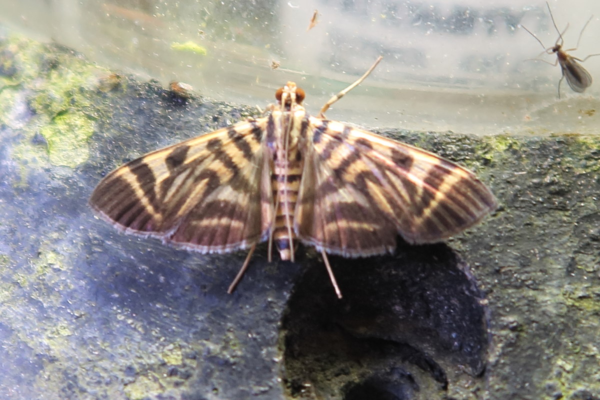 spilomela_cf_personalis1bd