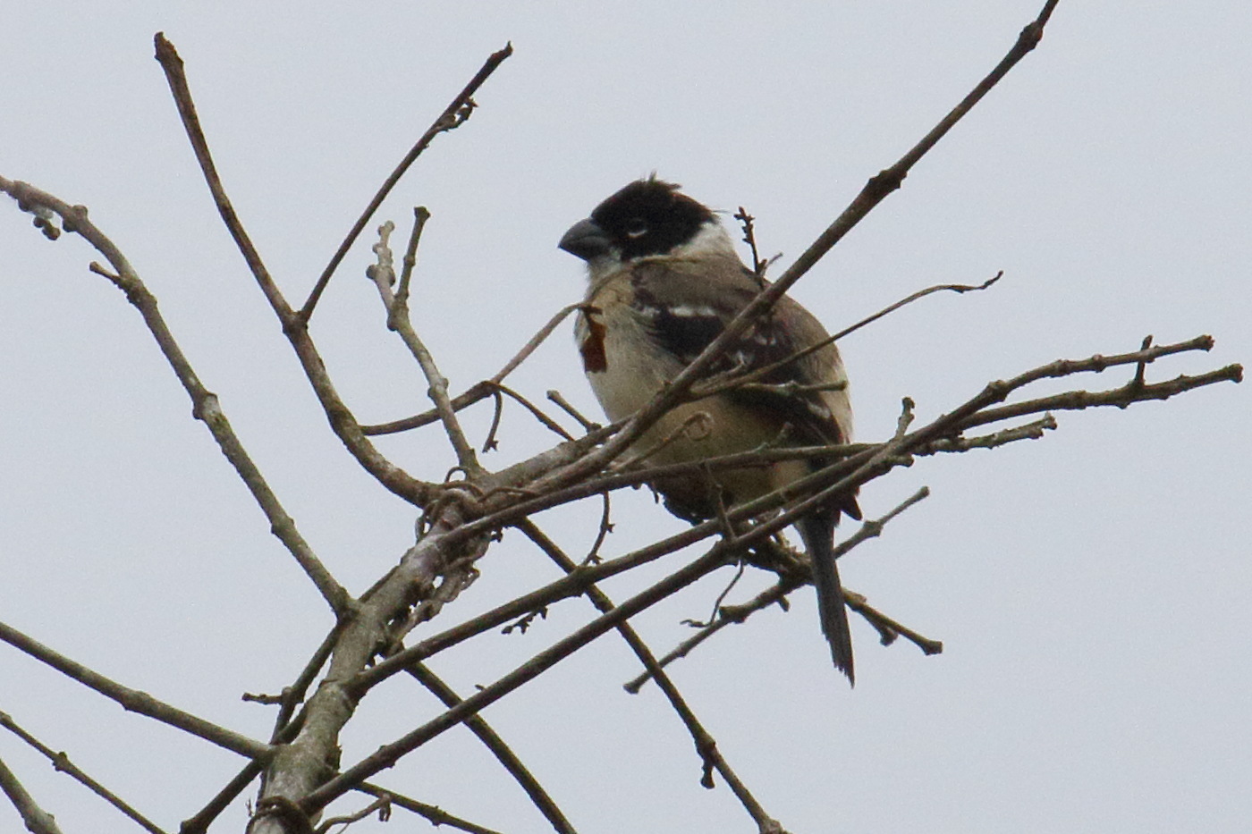 sporophile_de_morelet_-_sporophila_morelleti1md