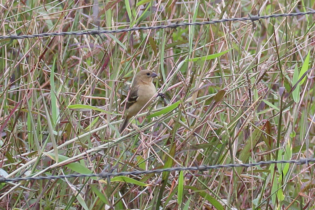 sporophile_de_morelet_-_sporophila_morelleti2bd