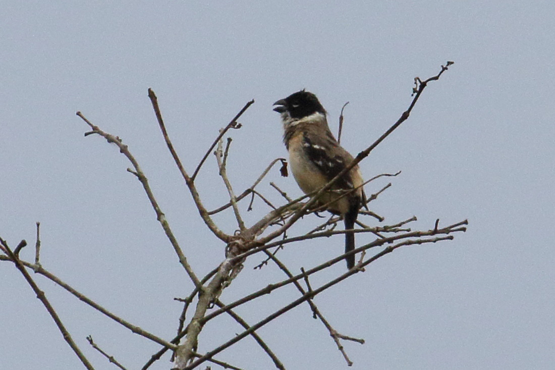 sporophile_de_morelet_-_sporophila_morelleti3md