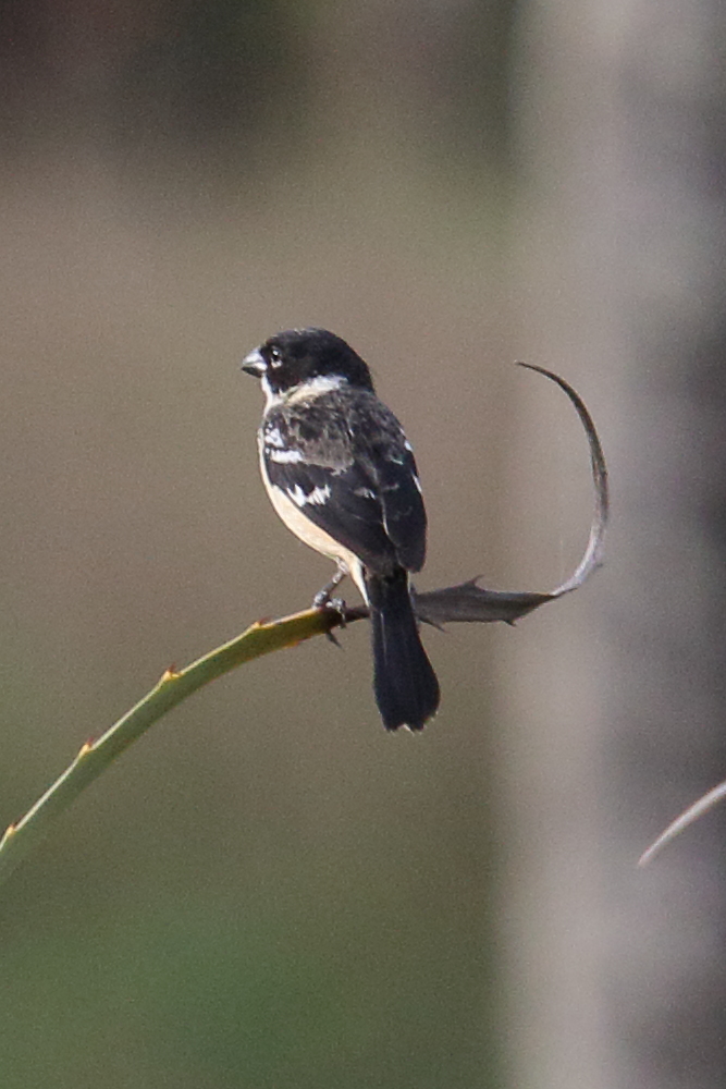 sporophile_de_morelet_-_sporophila_morelleti4md