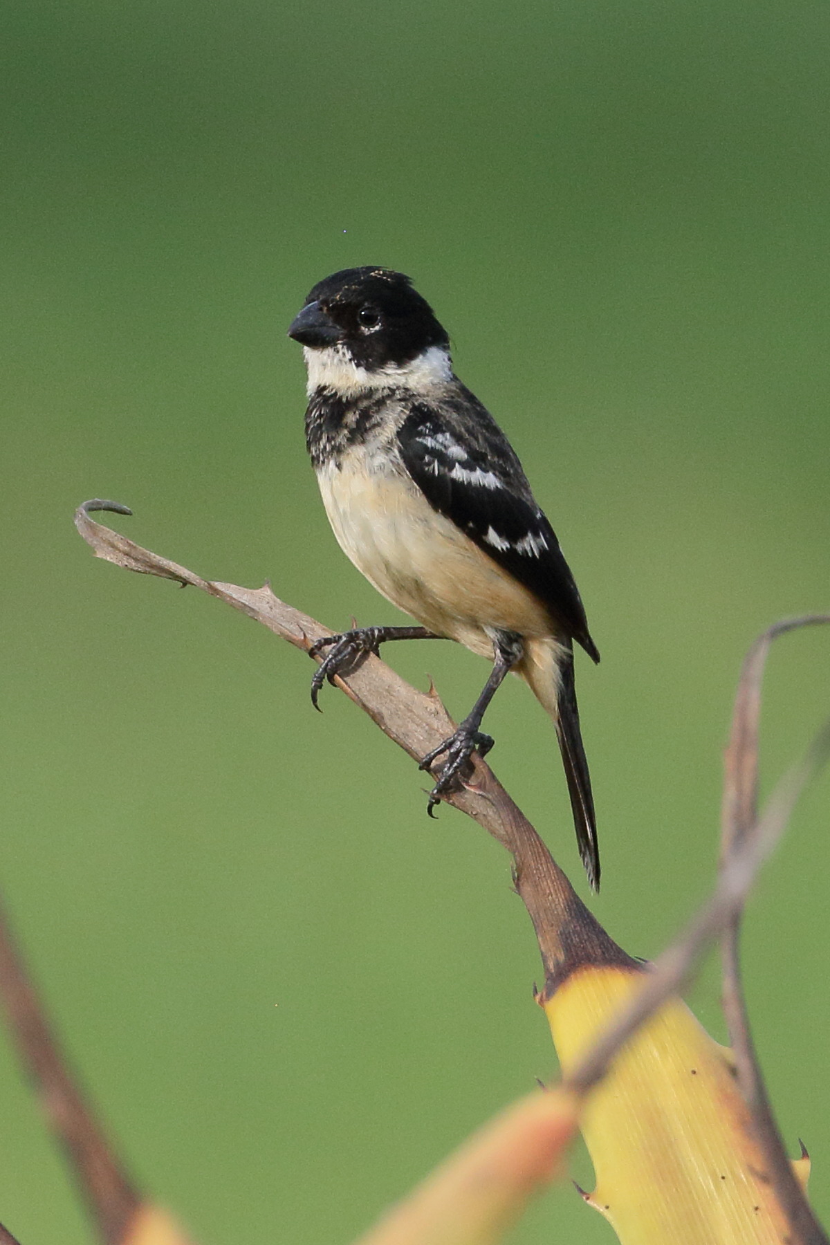 sporophile_de_morelet_-_sporophila_morelleti5bd