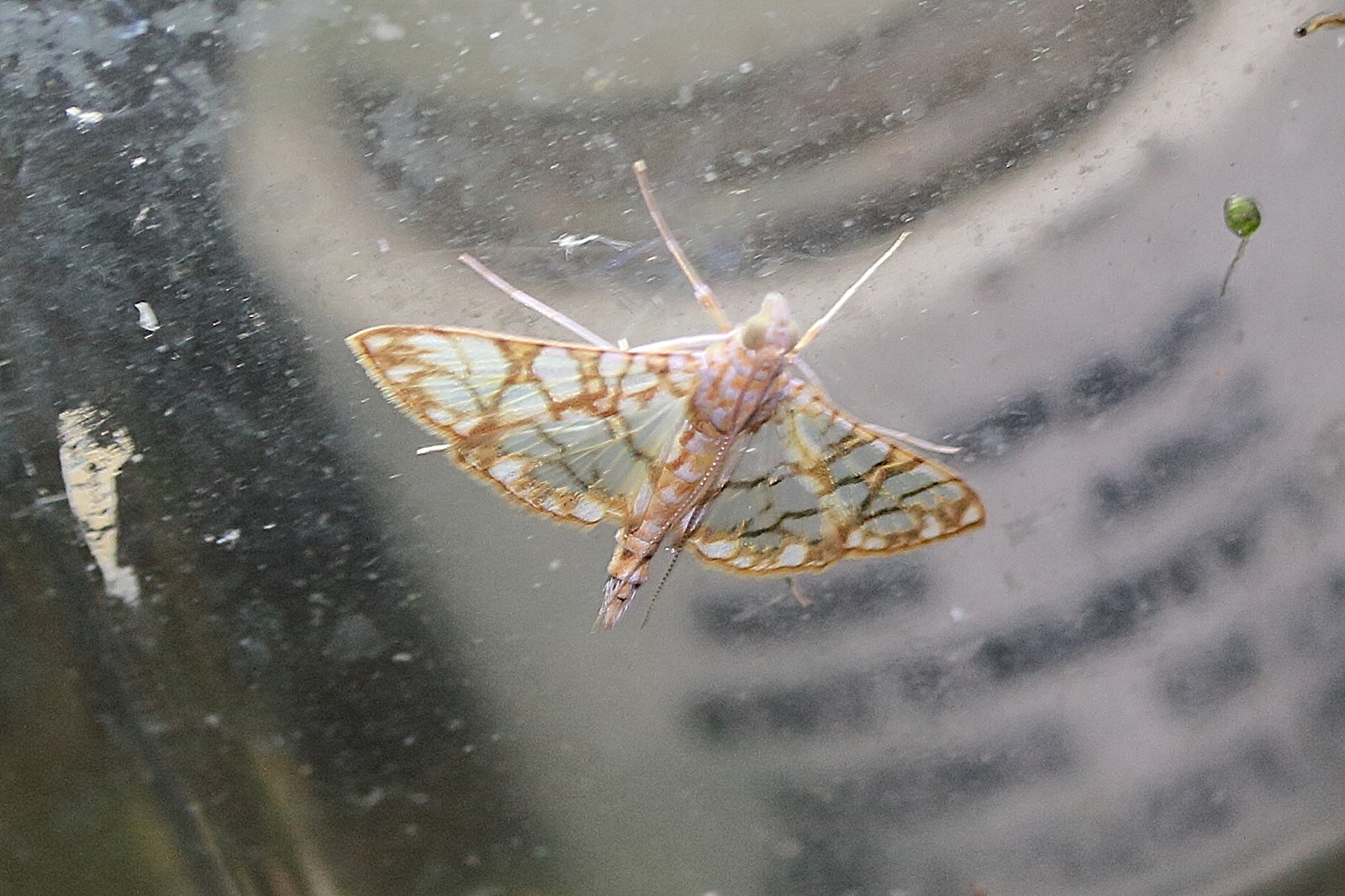 synclera_jarbusalis1md