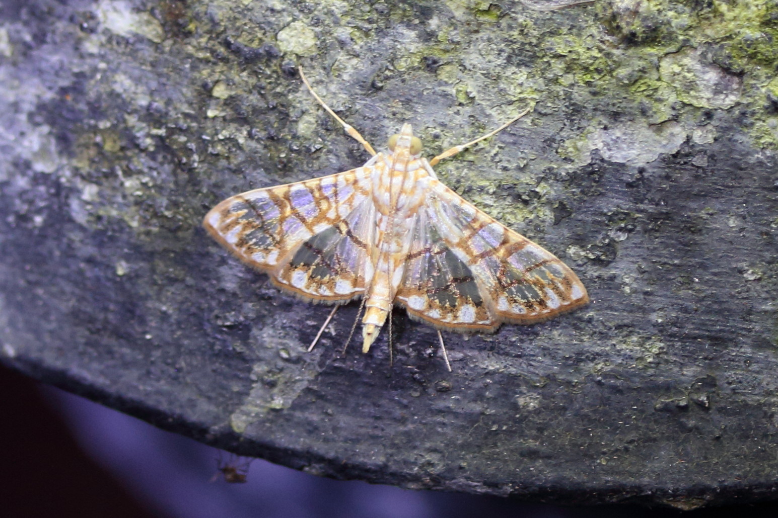 synclera_jarbusalis2md