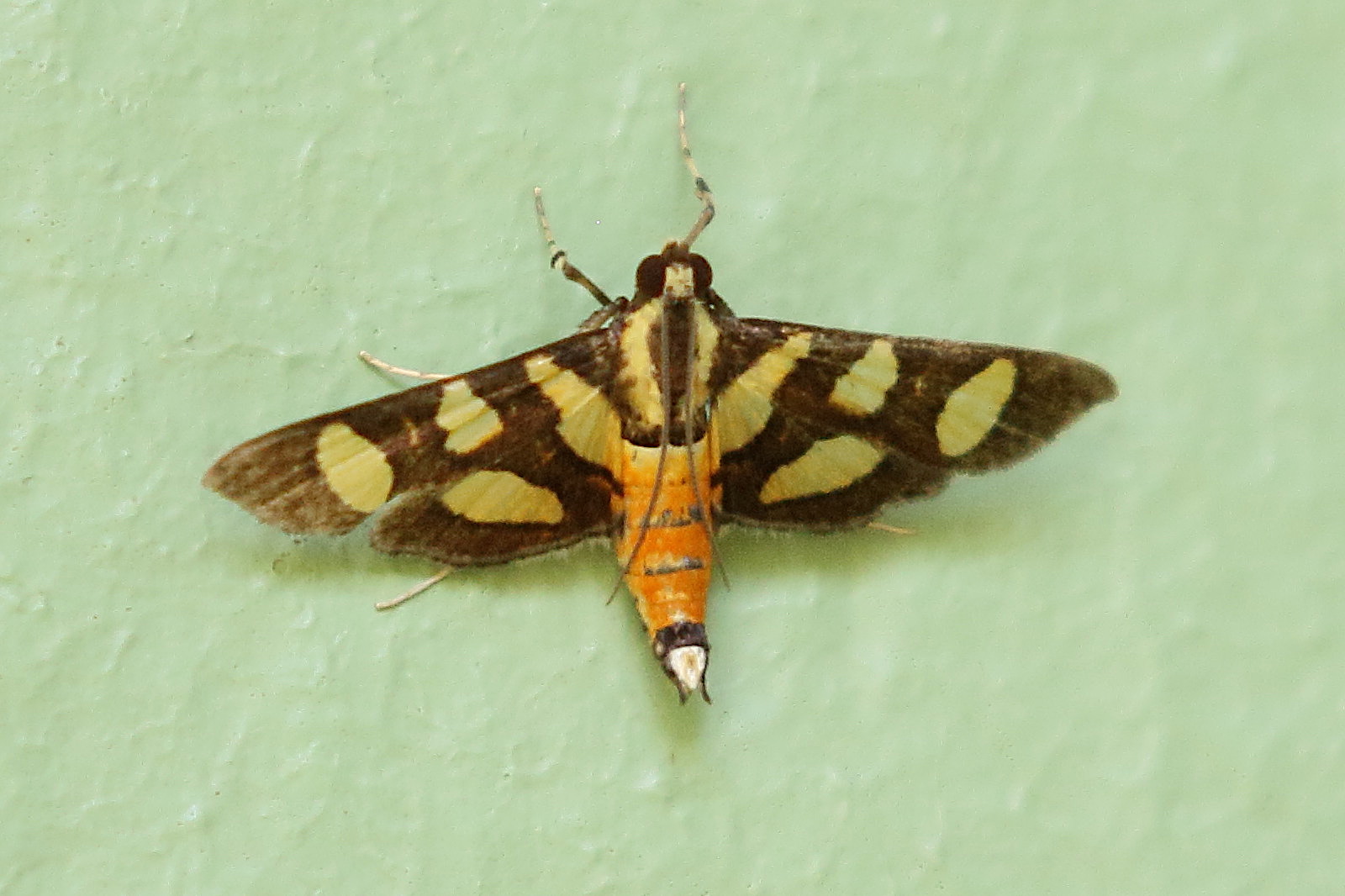 syngamia_florella1bd