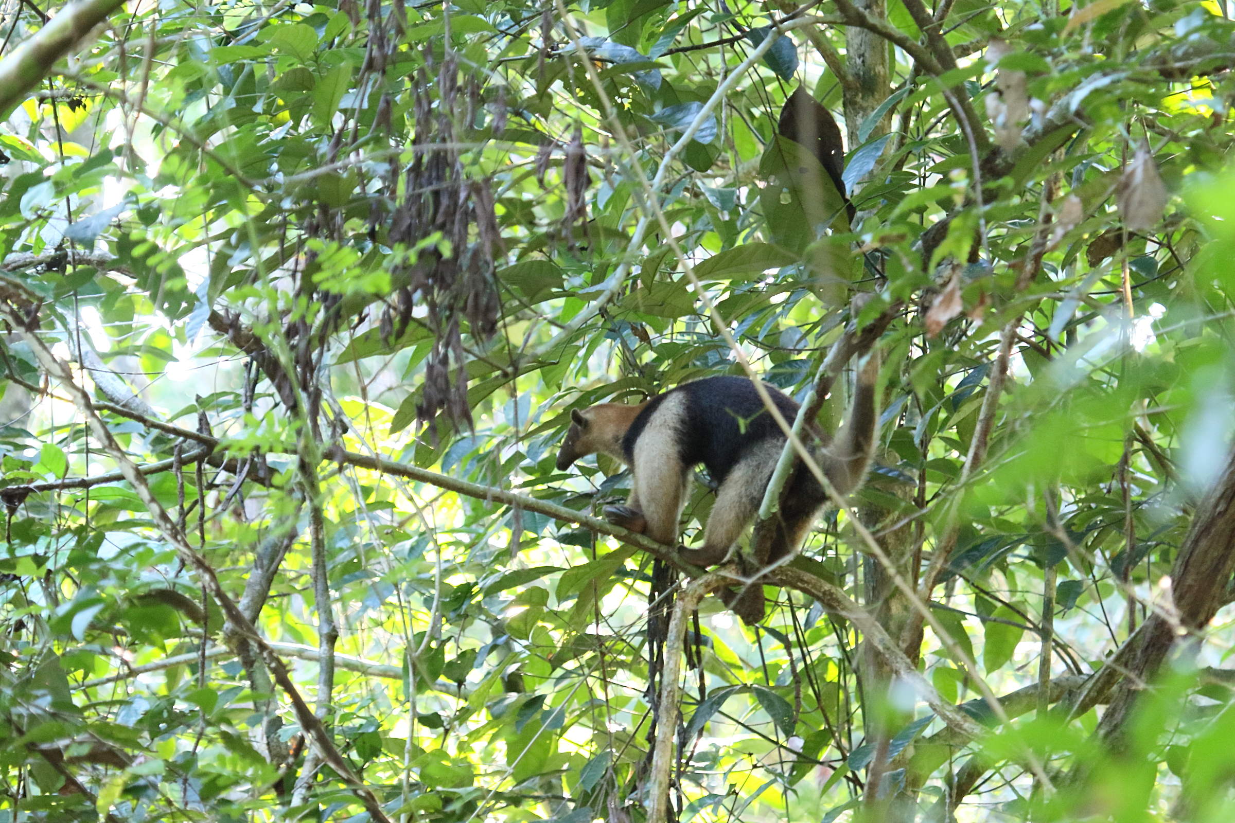 tamandua_mexicana1md