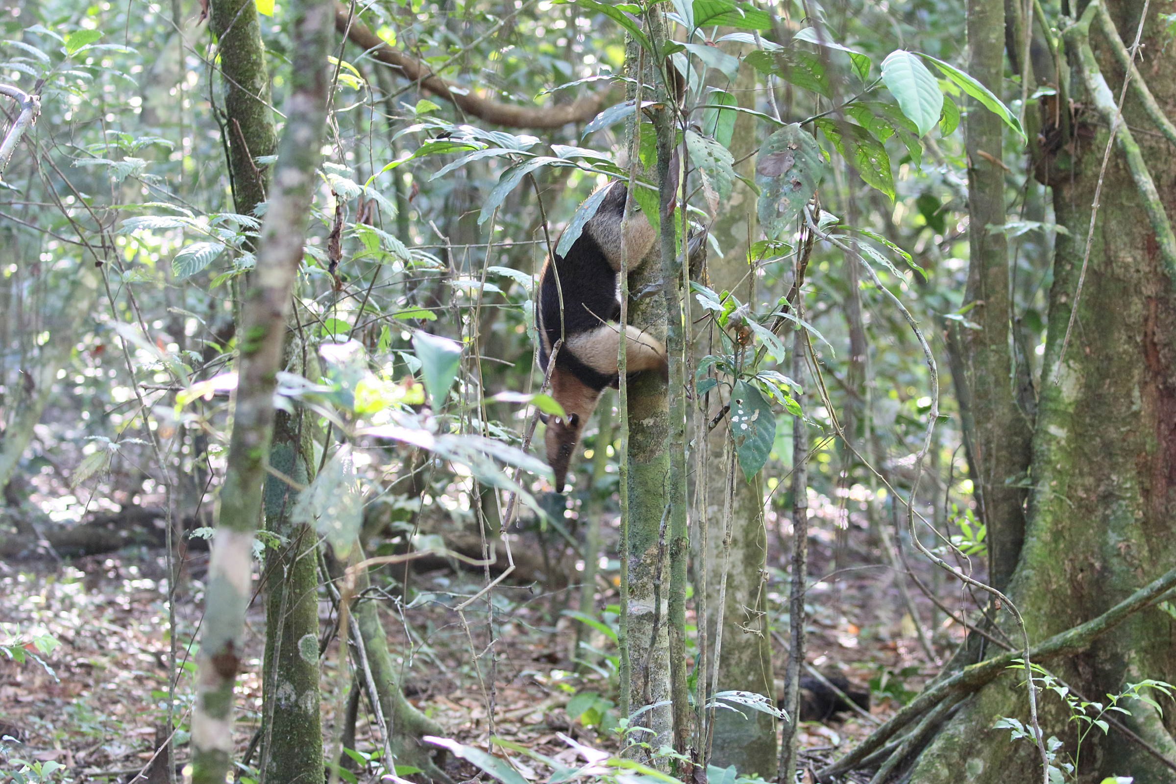tamandua_mexicana2bd