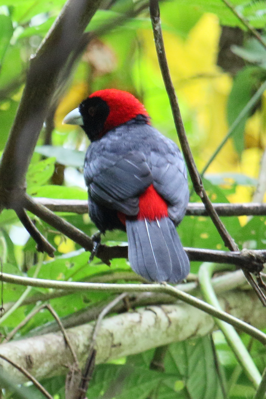 tangara_ceinture_-_ramphocelus_sanguinolentus1md