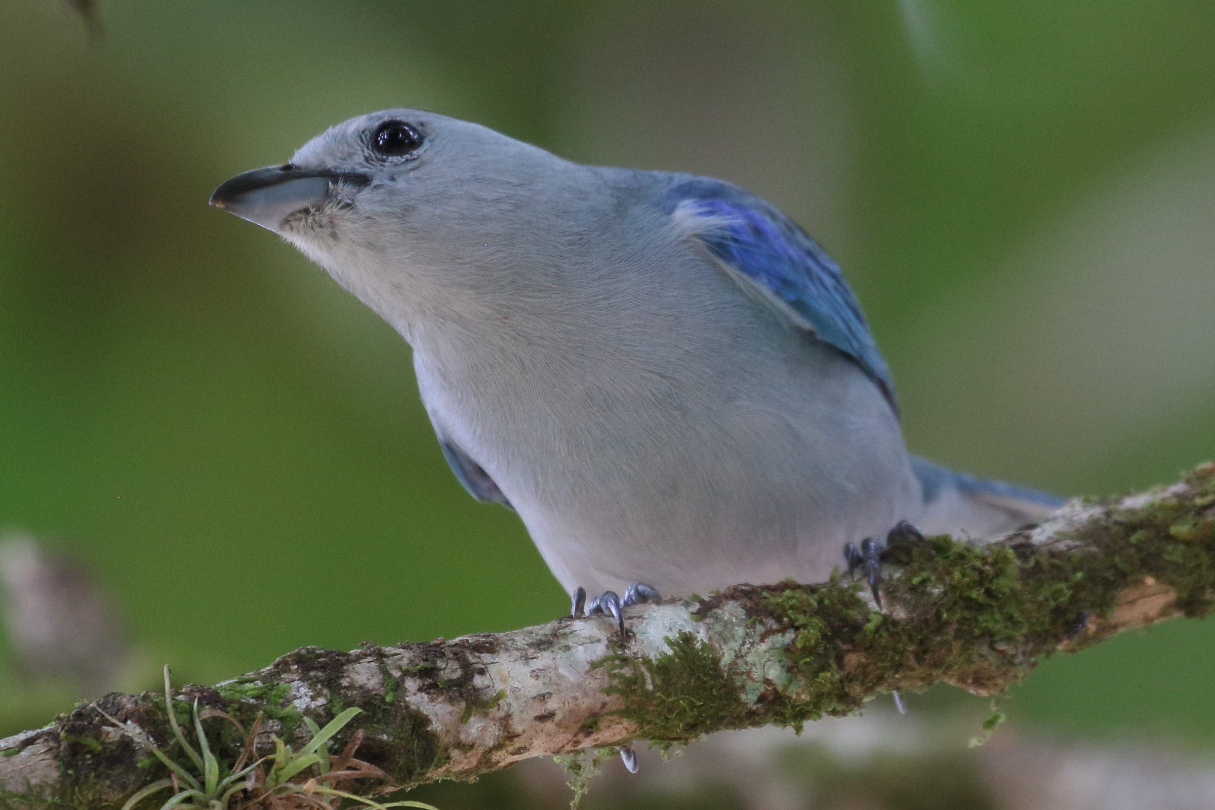 tangara_eveque_-_thraupis_episcopus1bd