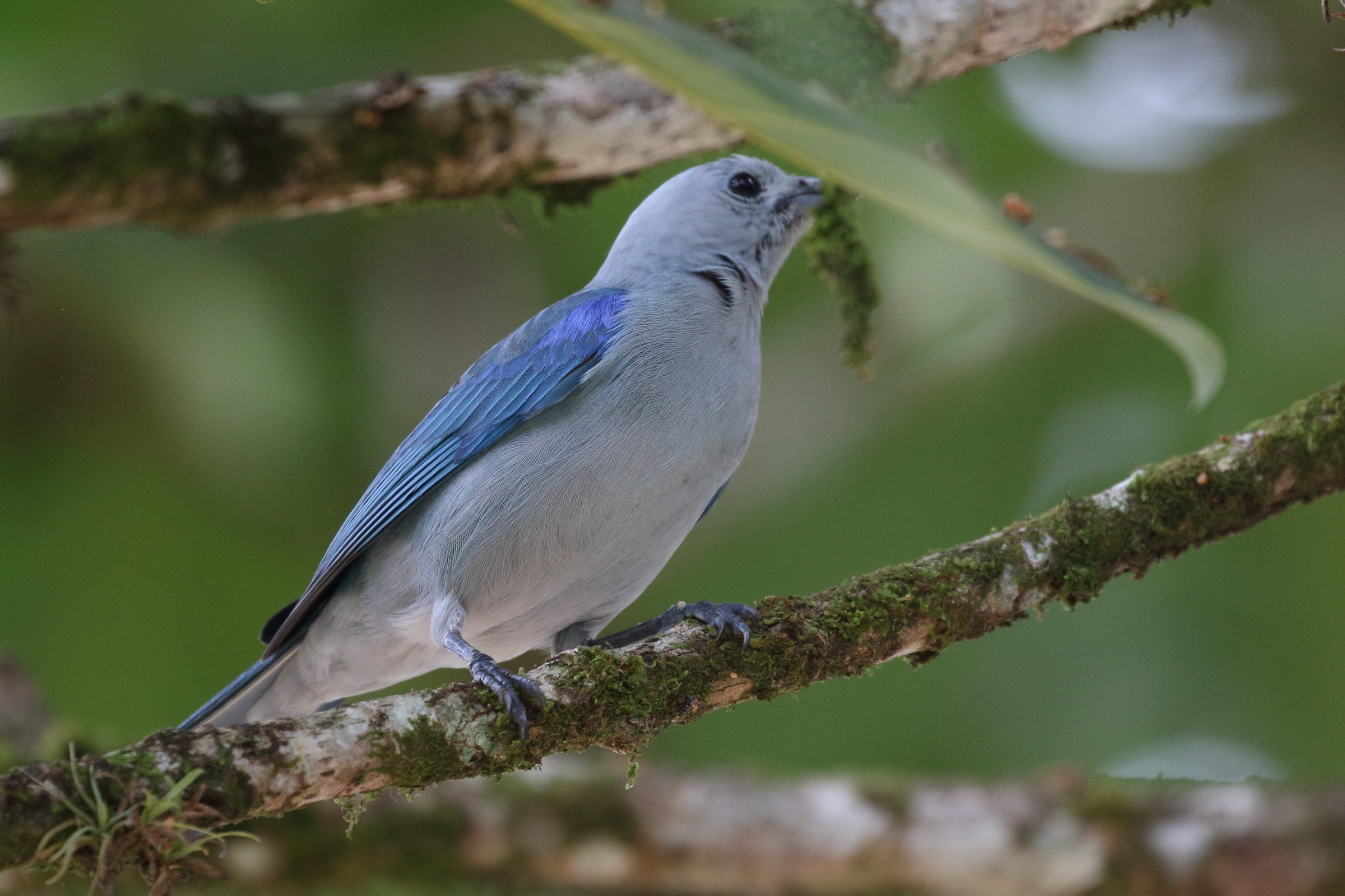 tangara_eveque_-_thraupis_episcopus2bd