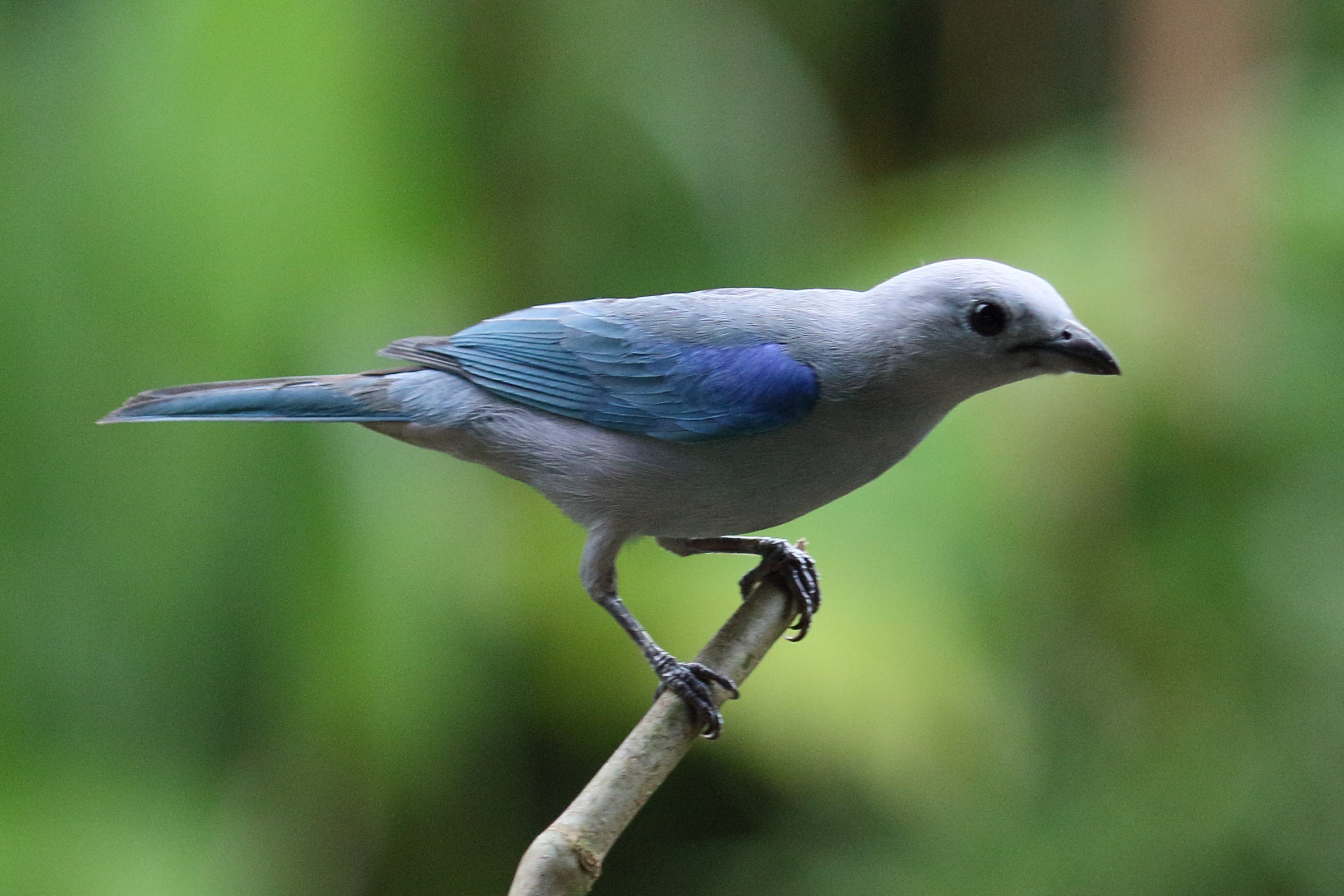 tangara_eveque_-_thraupis_episcopus3md