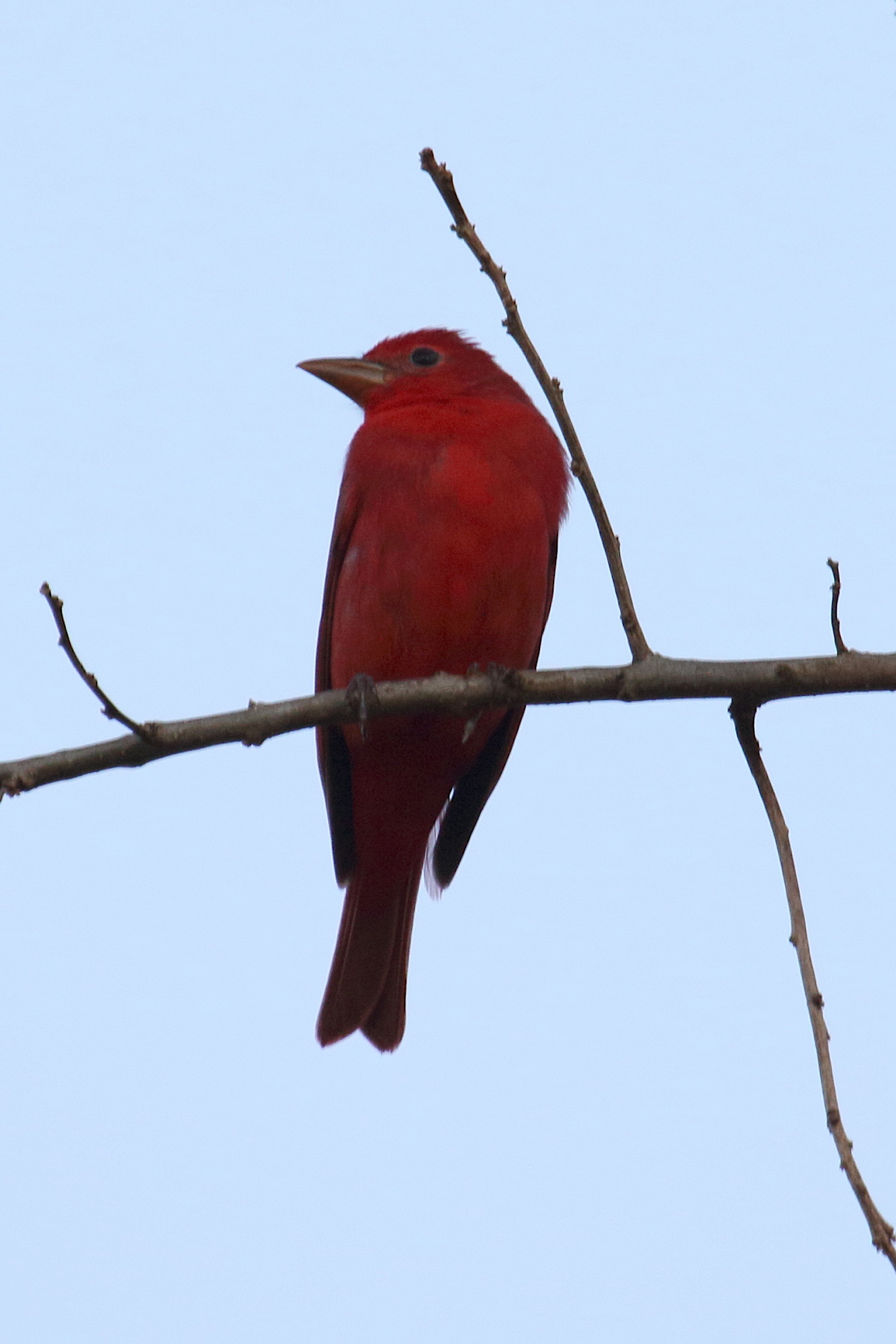 tangara_vermillon_-_piranga_rubra1md