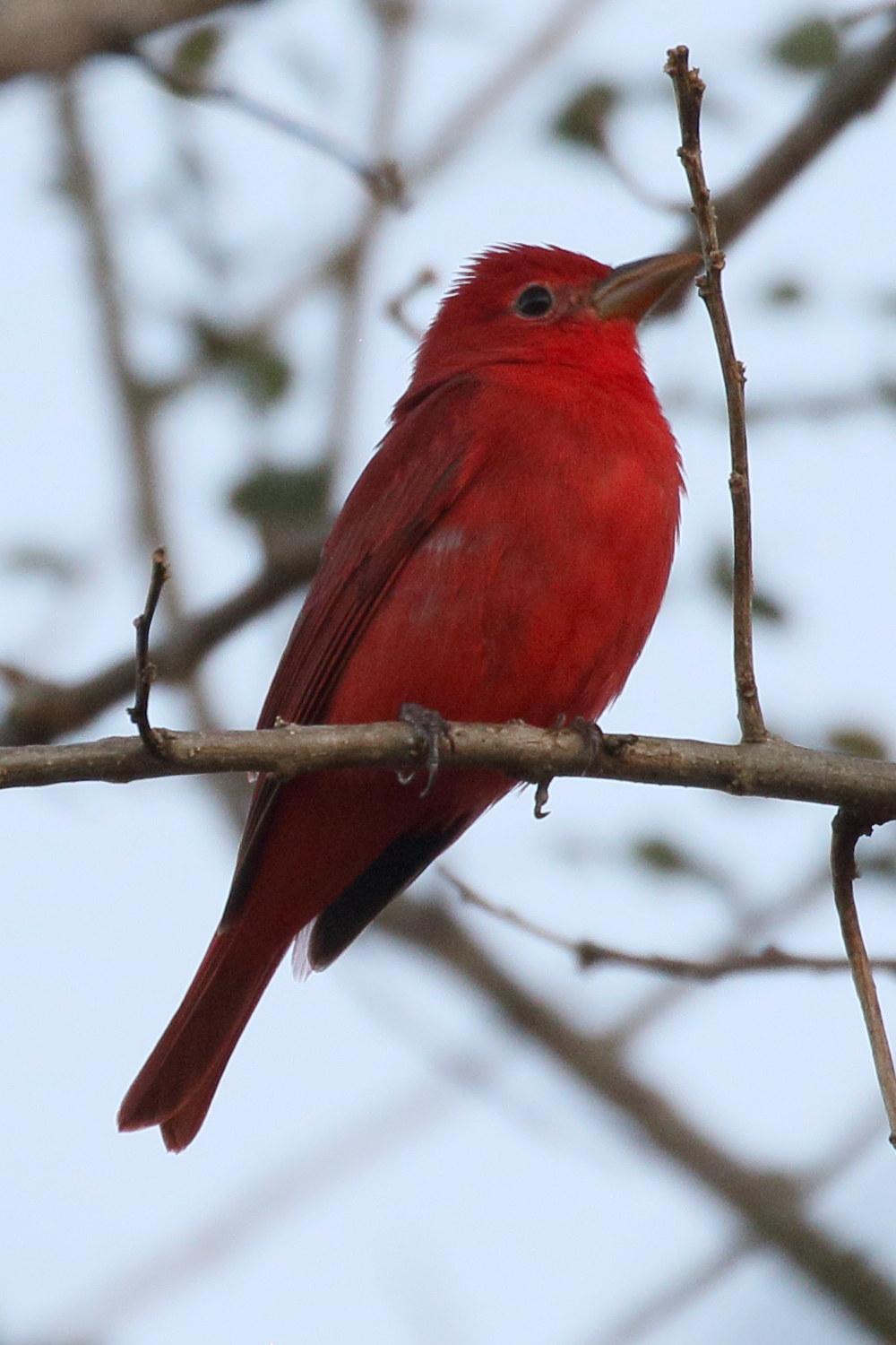 tangara_vermillon_-_piranga_rubra2bd