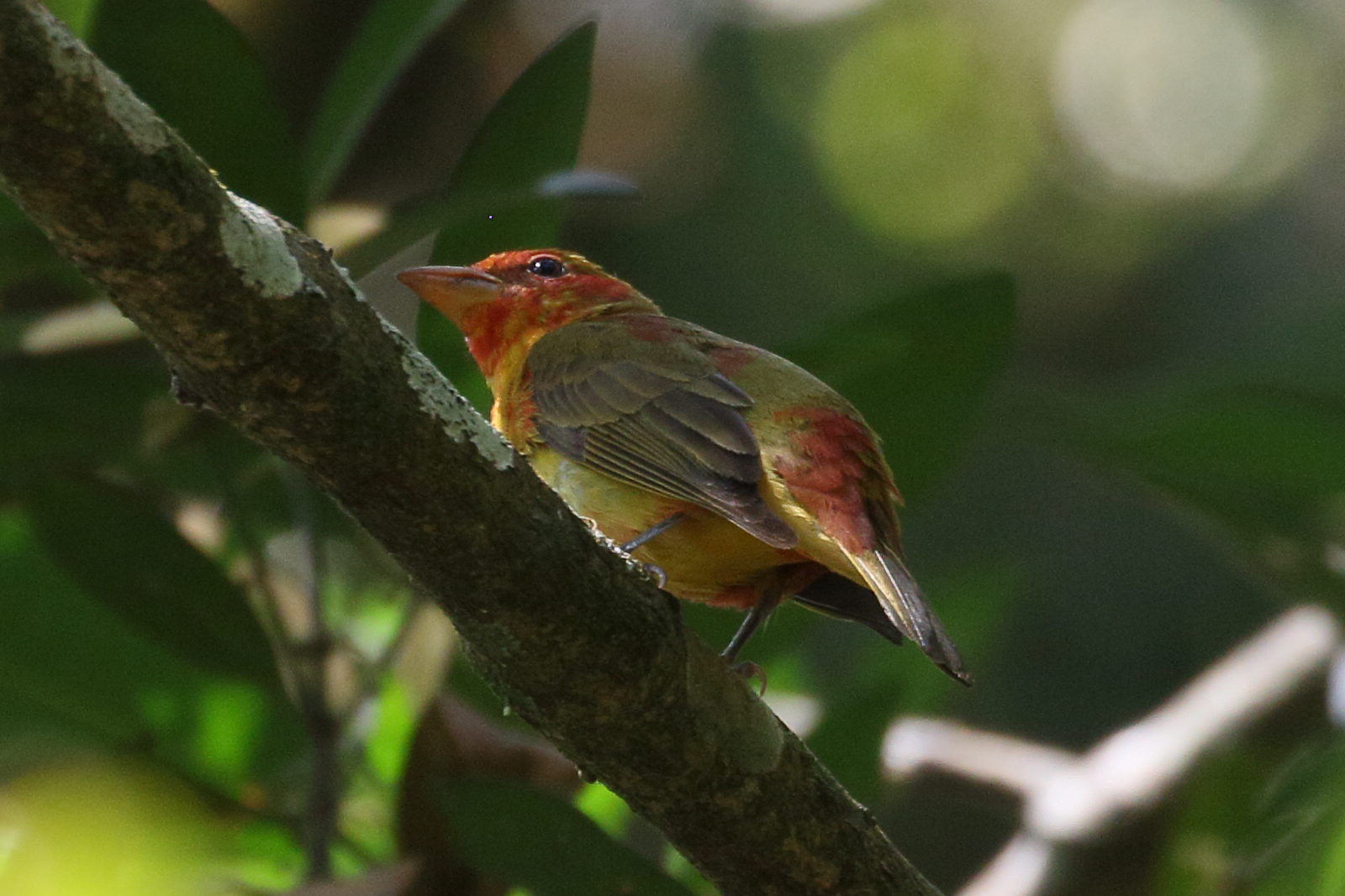 tangara_vermillon_-_piranga_rubra3bd