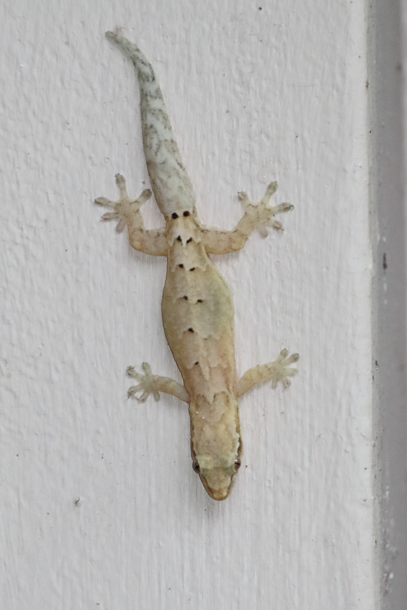 Afficher le média thecadactylus_rapicaudata1md thecadactylus_rapicaudata1md