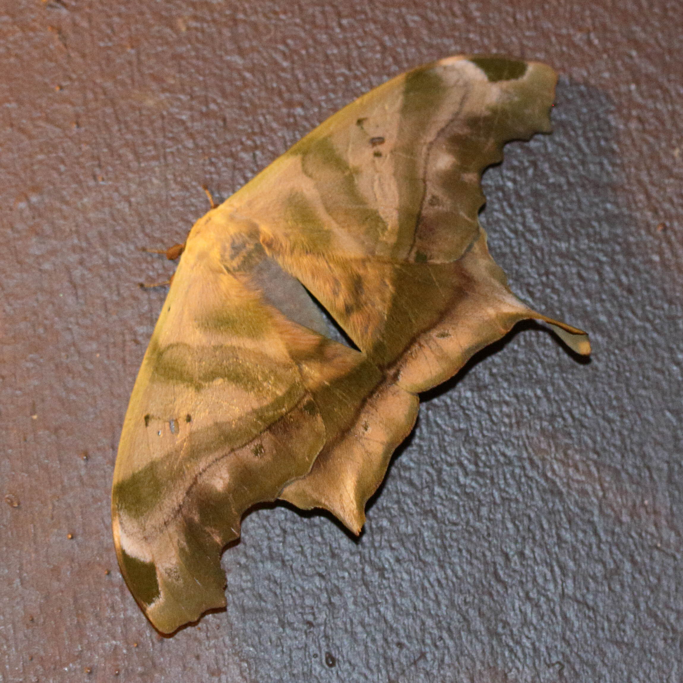 titaea_tamerlan_nobilis1md