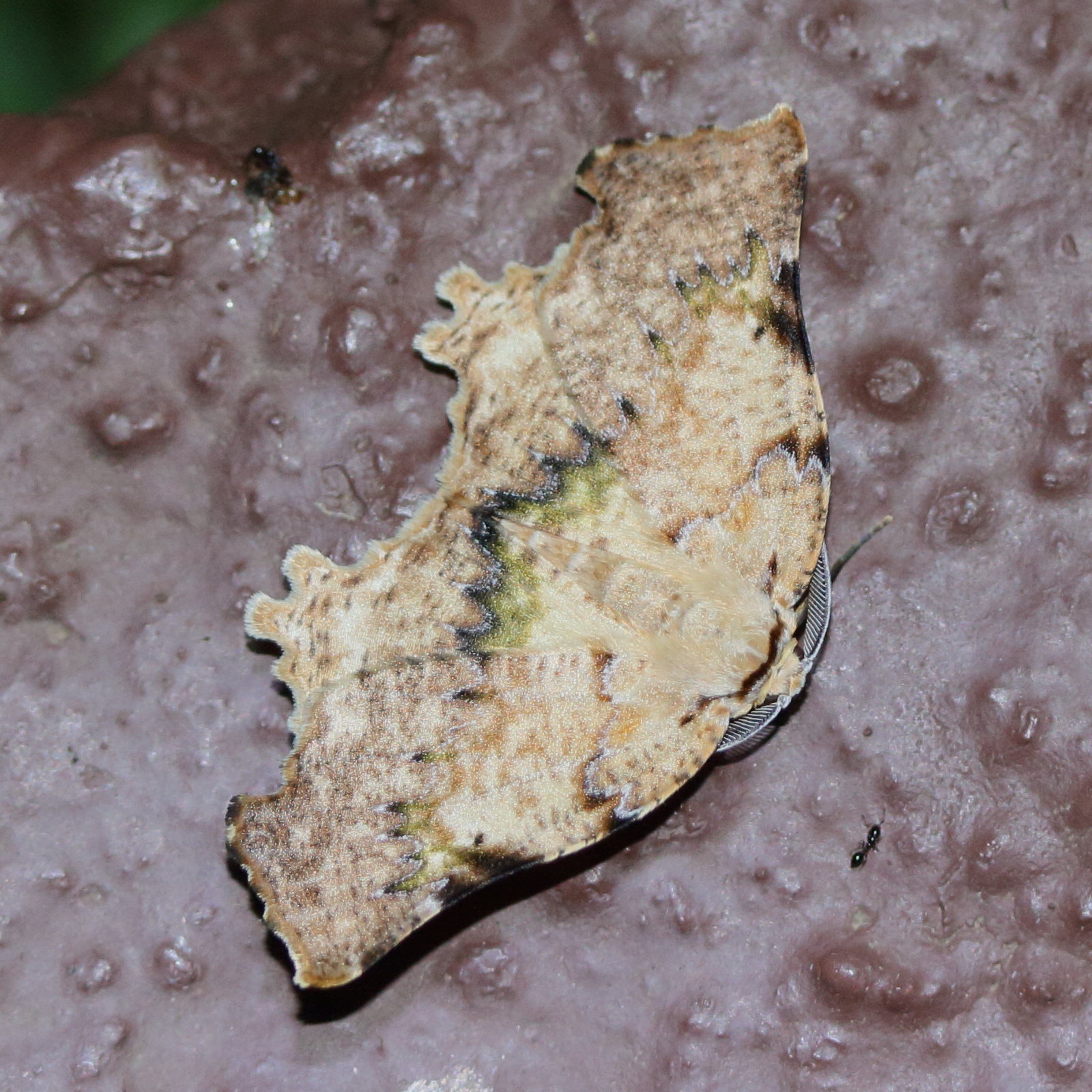 tmetomorpha_bitias1md