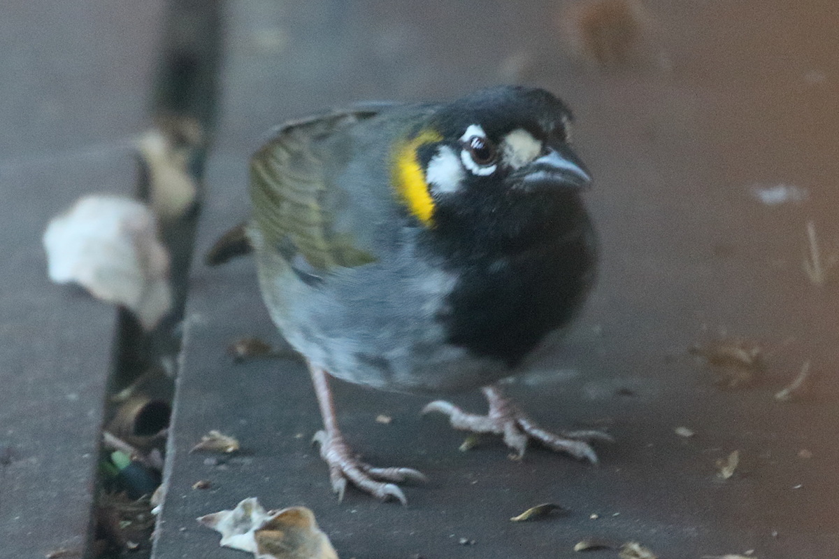 tohi_oreillard_-_melozone_leucotis1bd