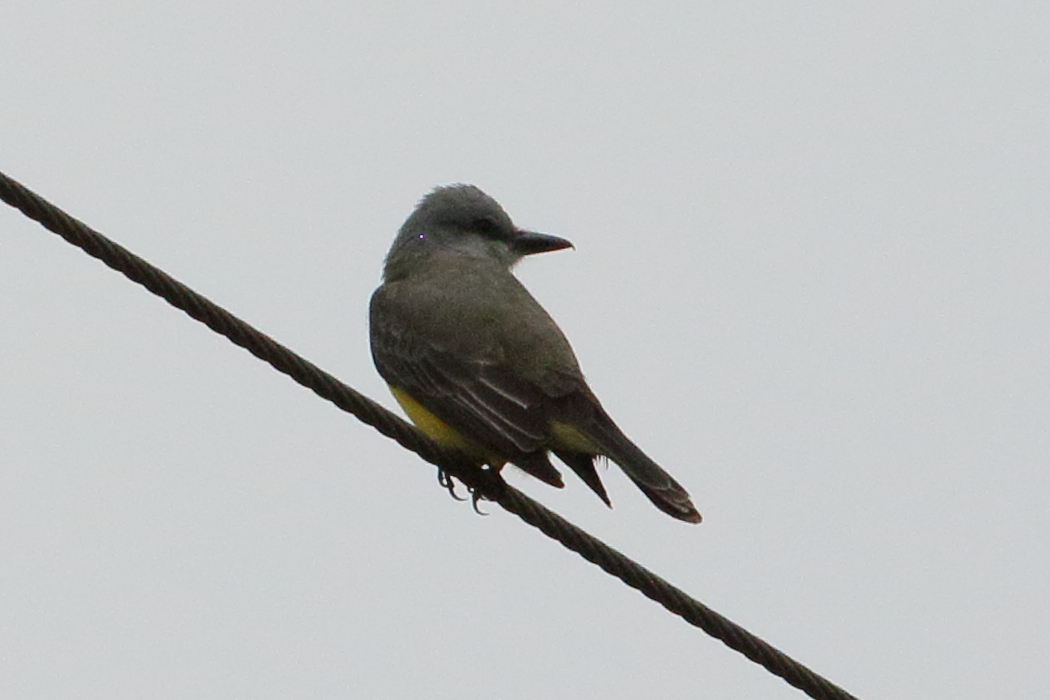 tyran_gris_-_tyrannus_dominicensis5bd