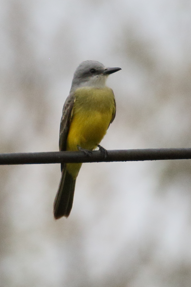 tyran_melancolique_-_tyrannus_melancholicus3bd