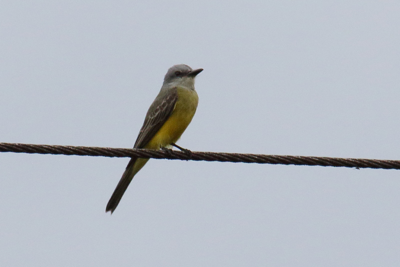 tyran_melancolique_-_tyrannus_melancholicus4md