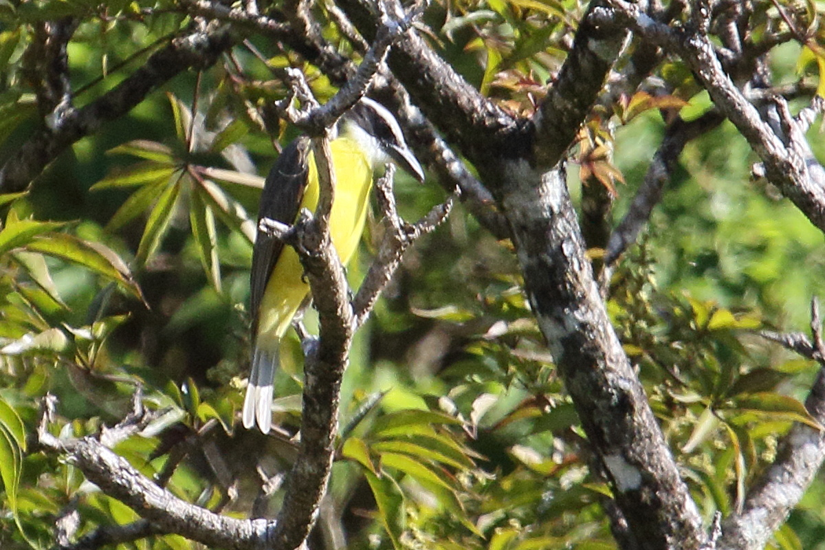 tyran_pitangua_-_megarynchus_pitangua4md